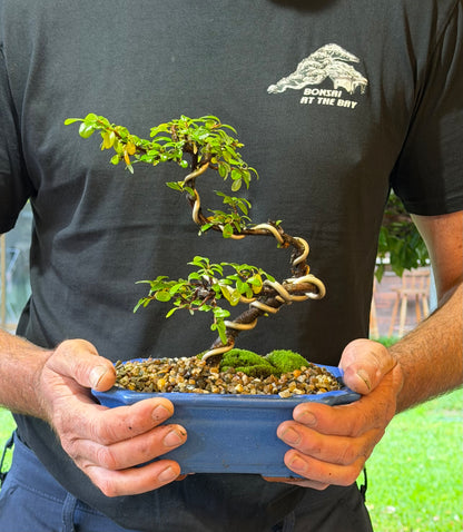 Japanese Rockspray Bonsai (2015)
