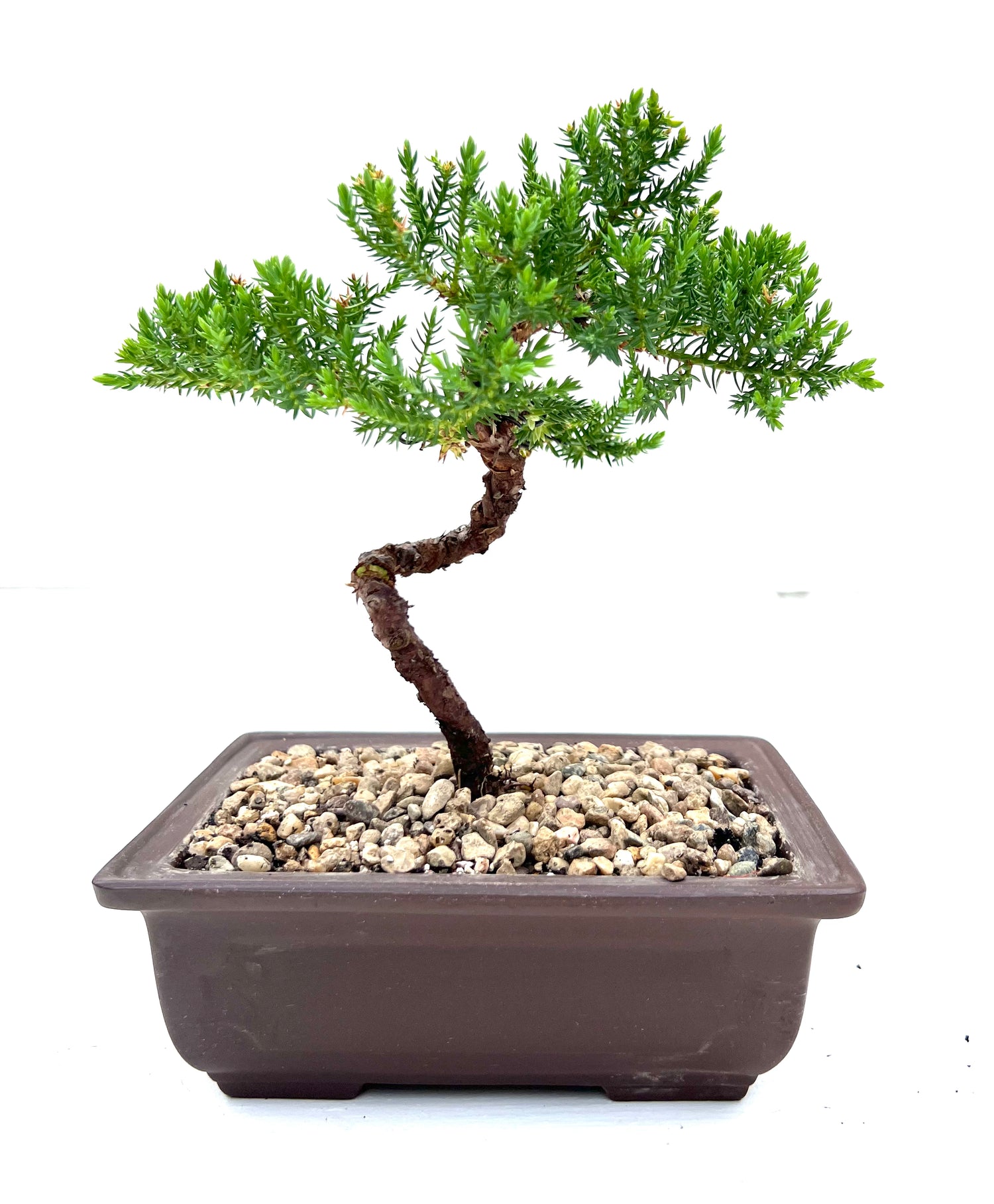 Juniper Bonsai (2019)