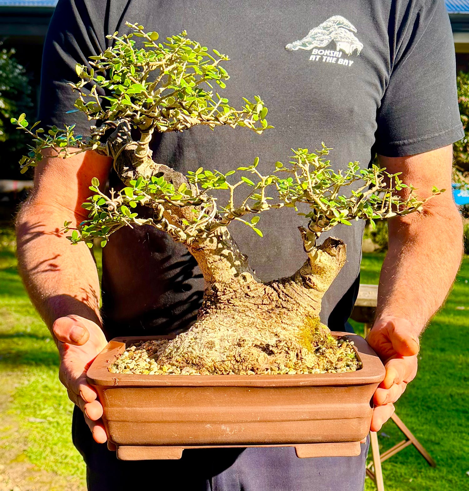 Olive Bonsai (1994)