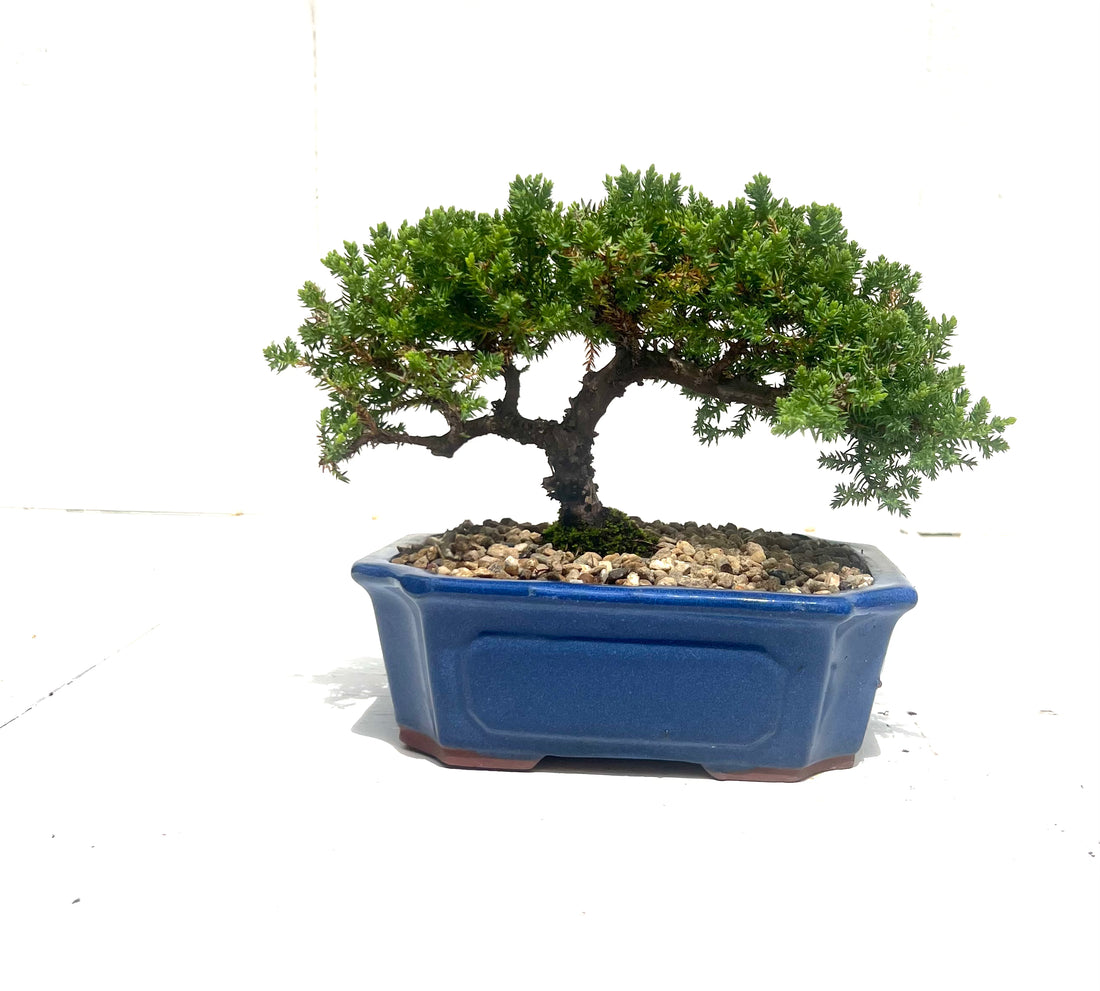 Juniper Bonsai (2012)