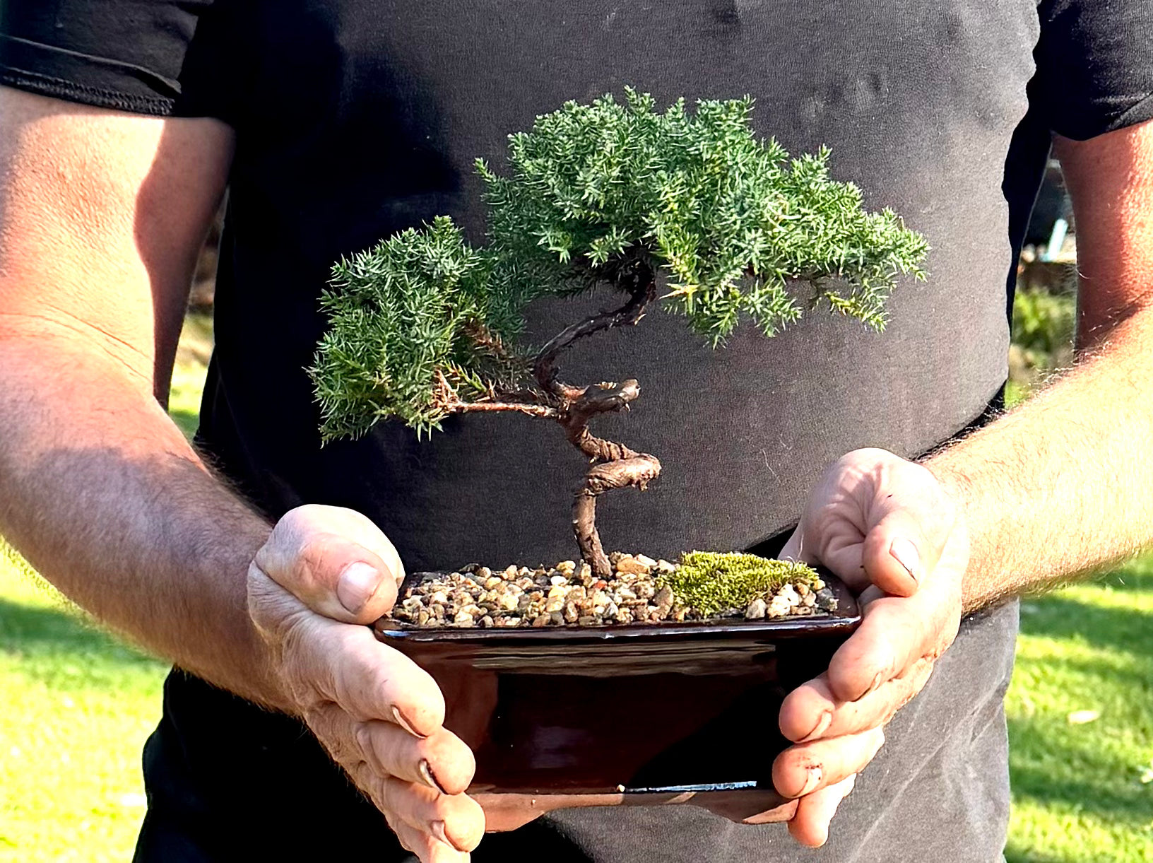 Juniper Bonsai (2019)