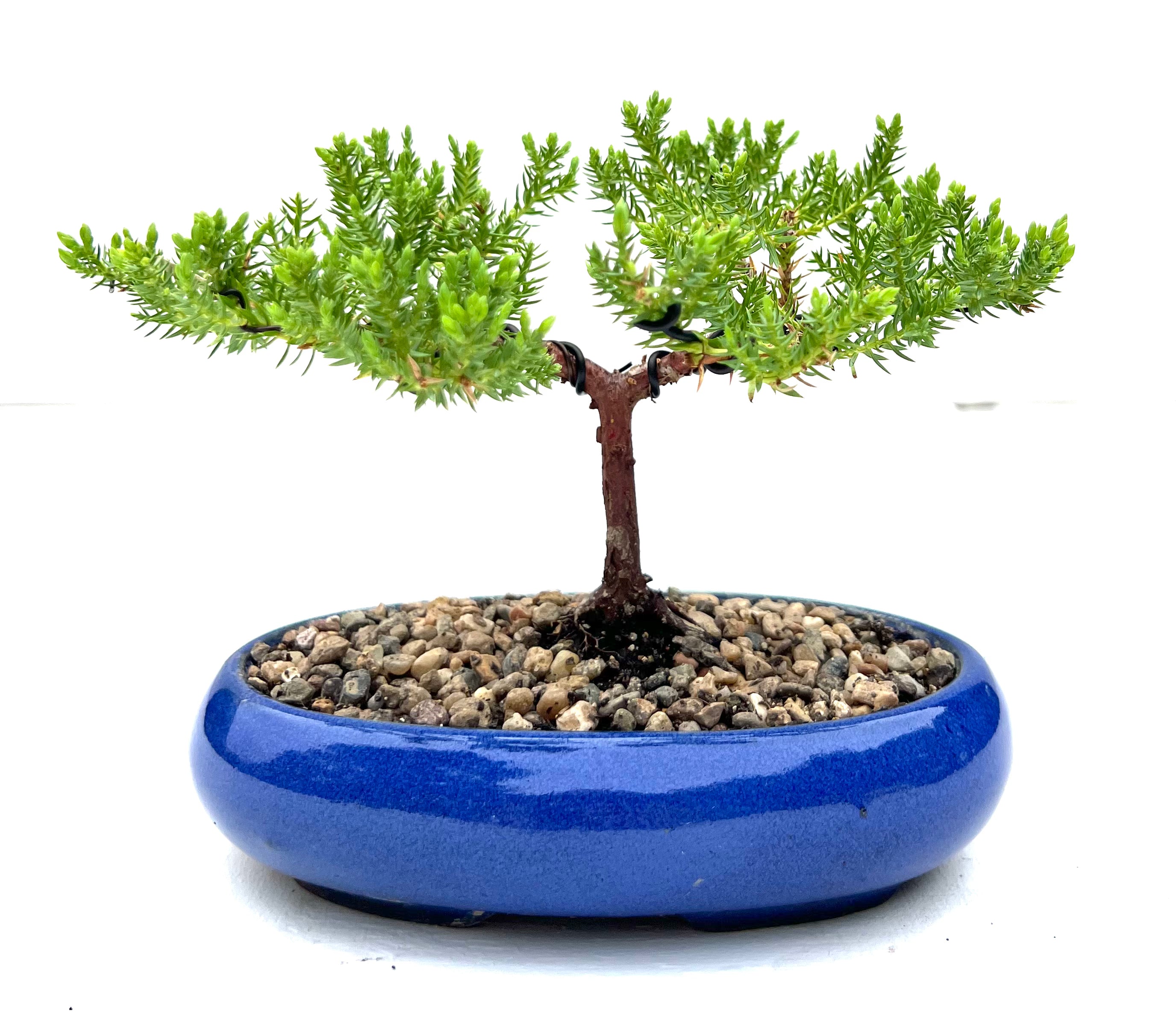 Juniper Bonsai (2020)