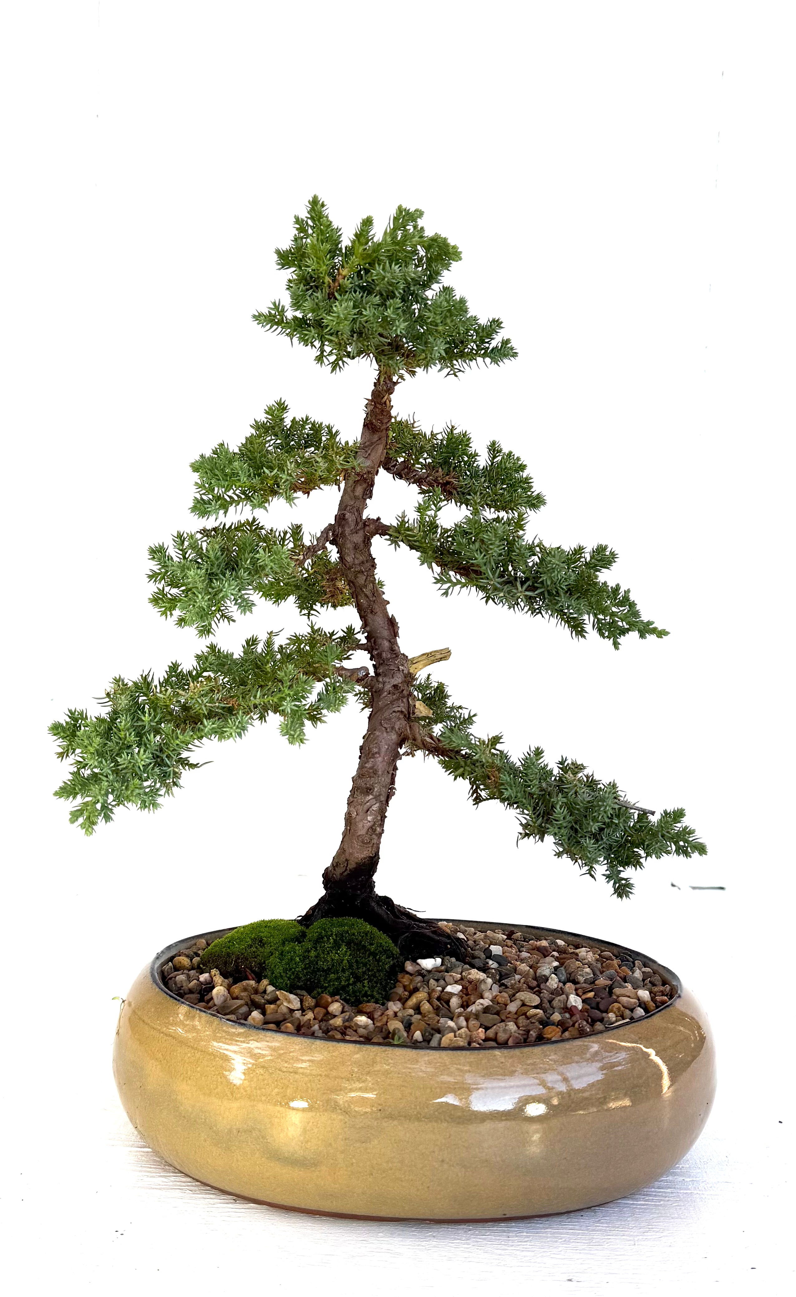 Juniper Bonsai (2011)