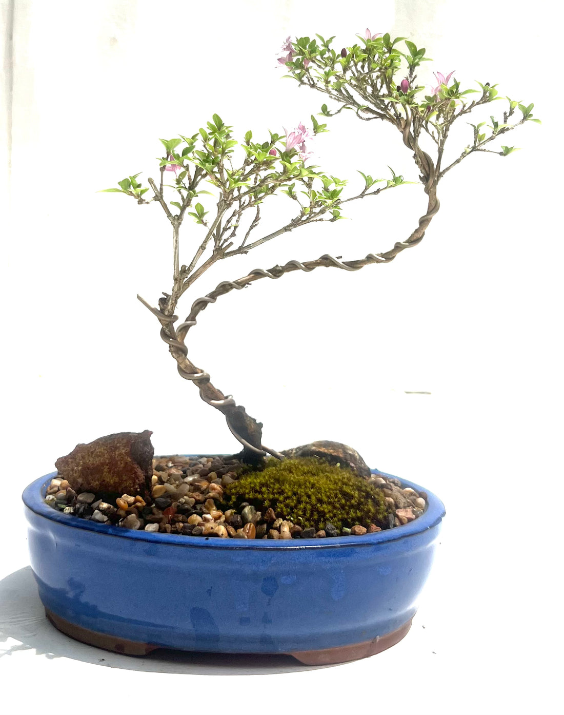 Snow Rose (Serissa) Bonsai (2019)