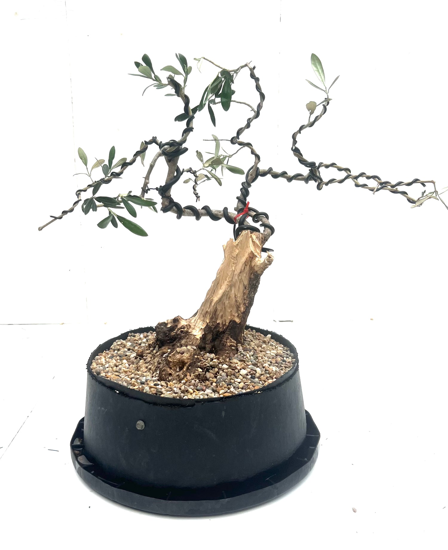 Olive Kalamata Bonsai (1980)