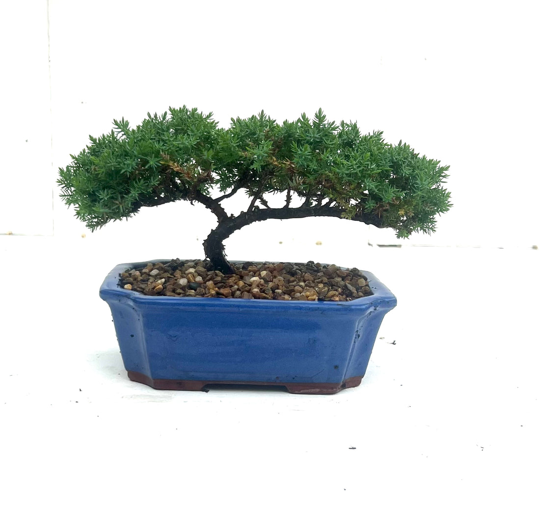 Juniper Bonsai (2016)