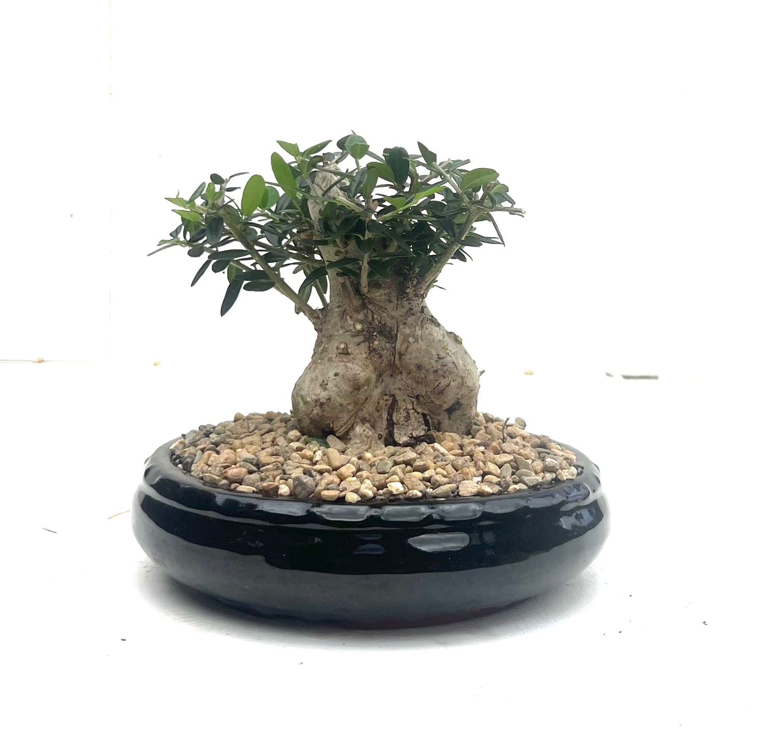 Asian Olive Bonsai (2006)