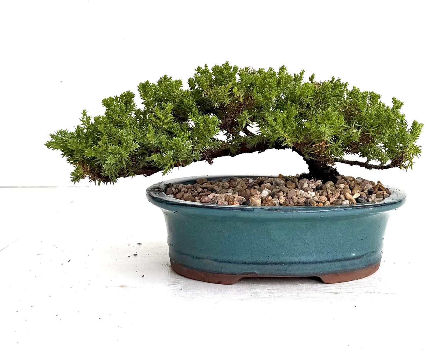 Juniper Bonsai (2016)