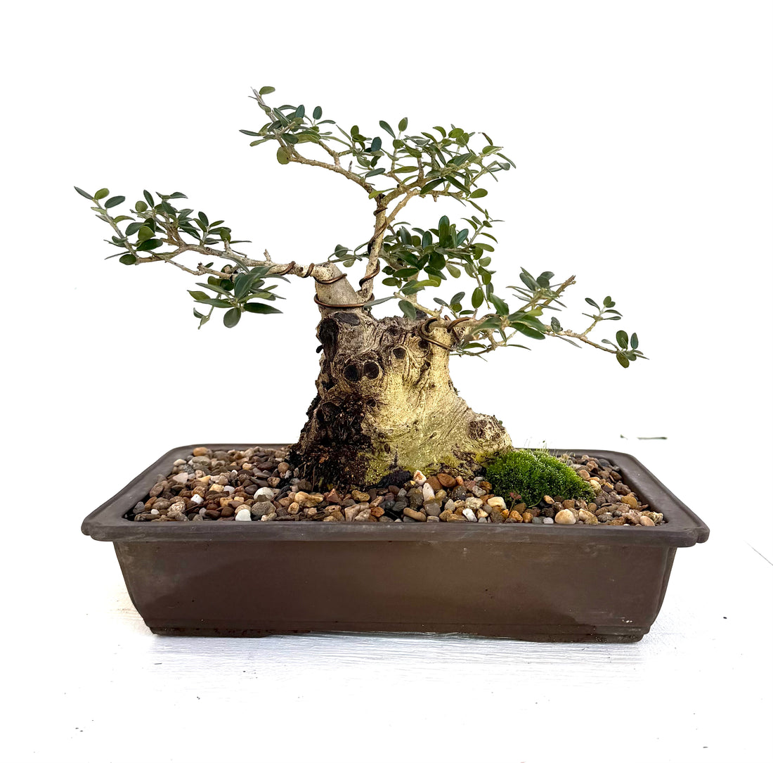 Olive Bonsai (1992)