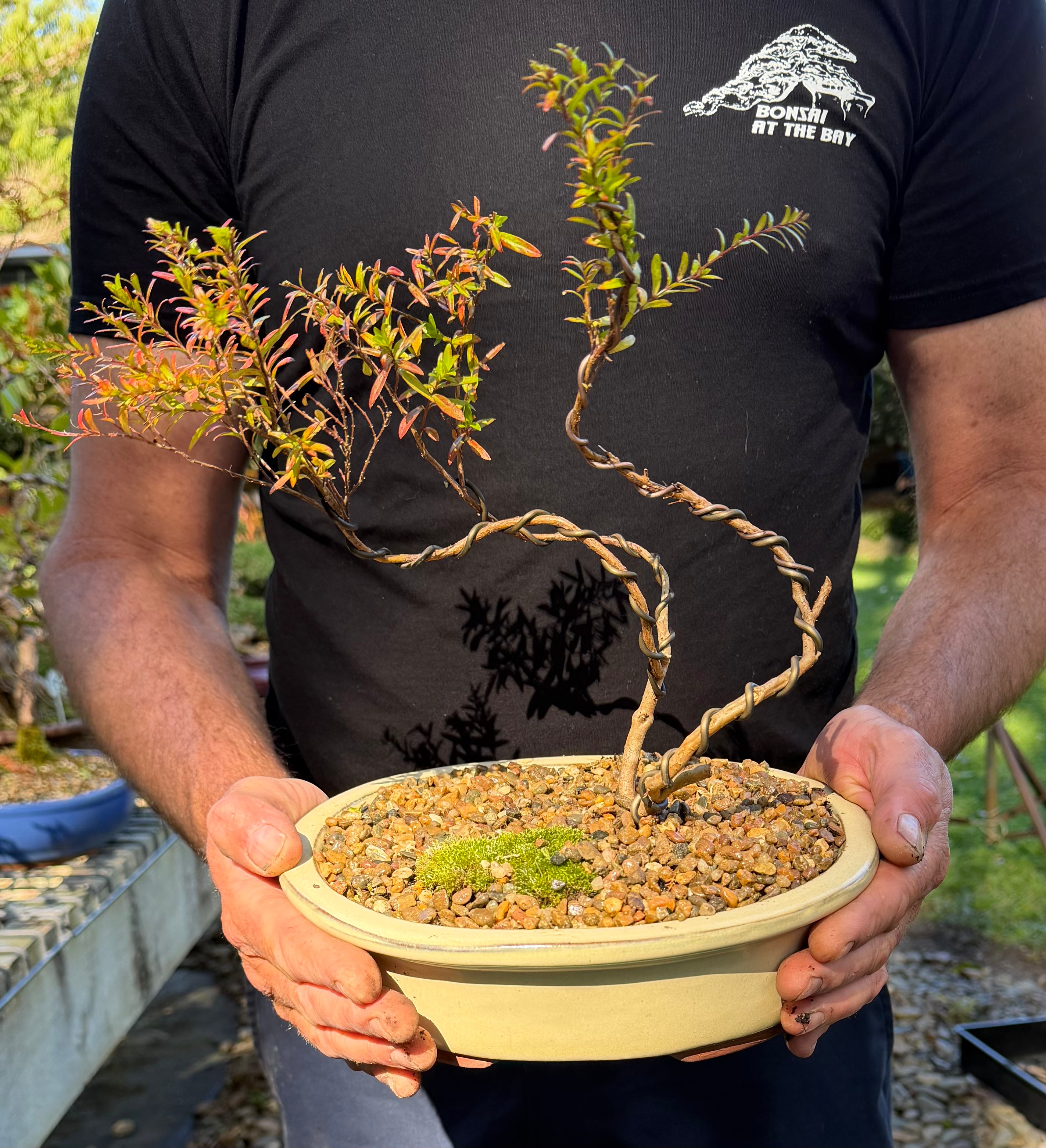 Cuphea Bonsai (2021)