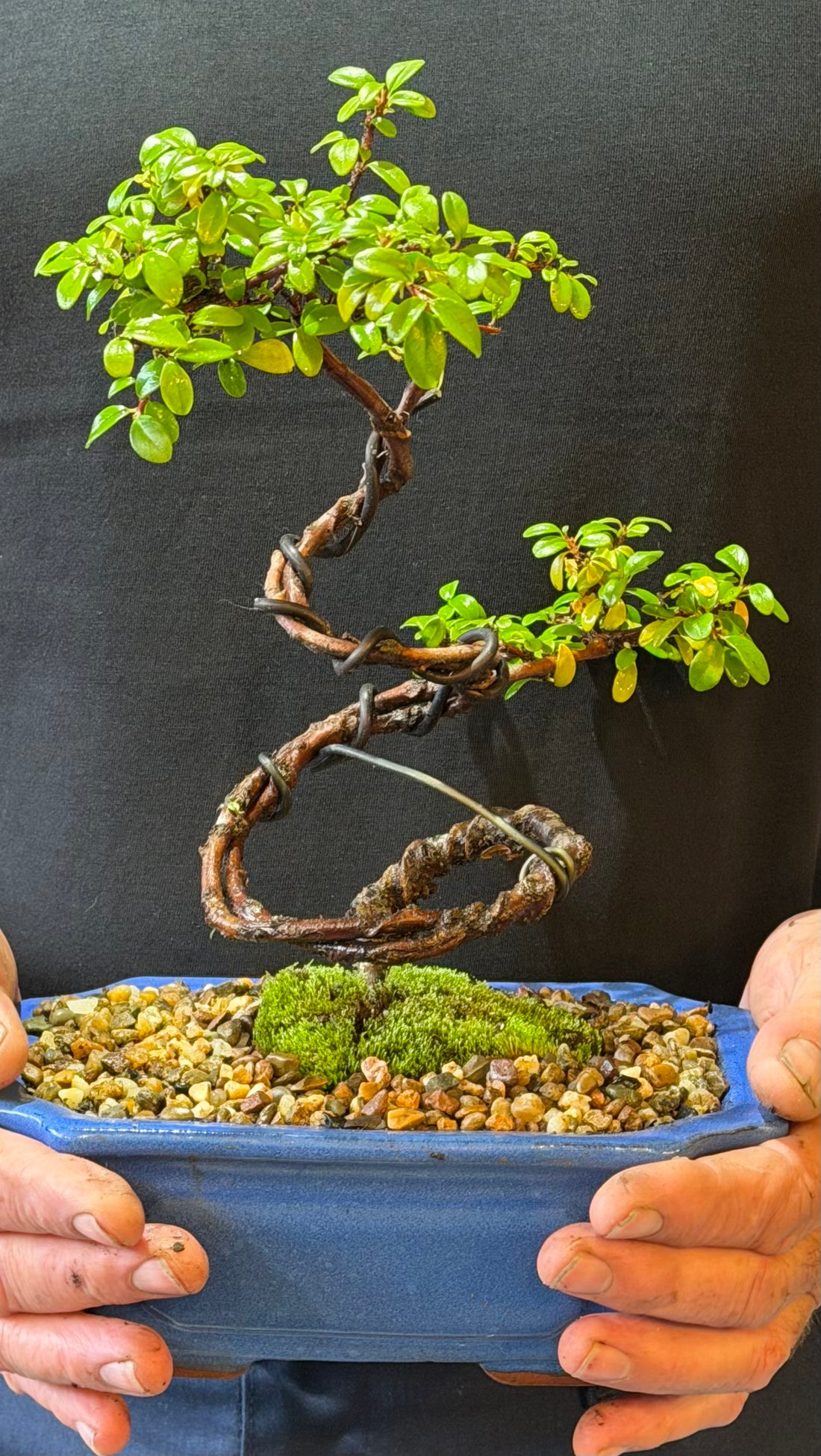 Japanese Rockspray Bonsai (2014)