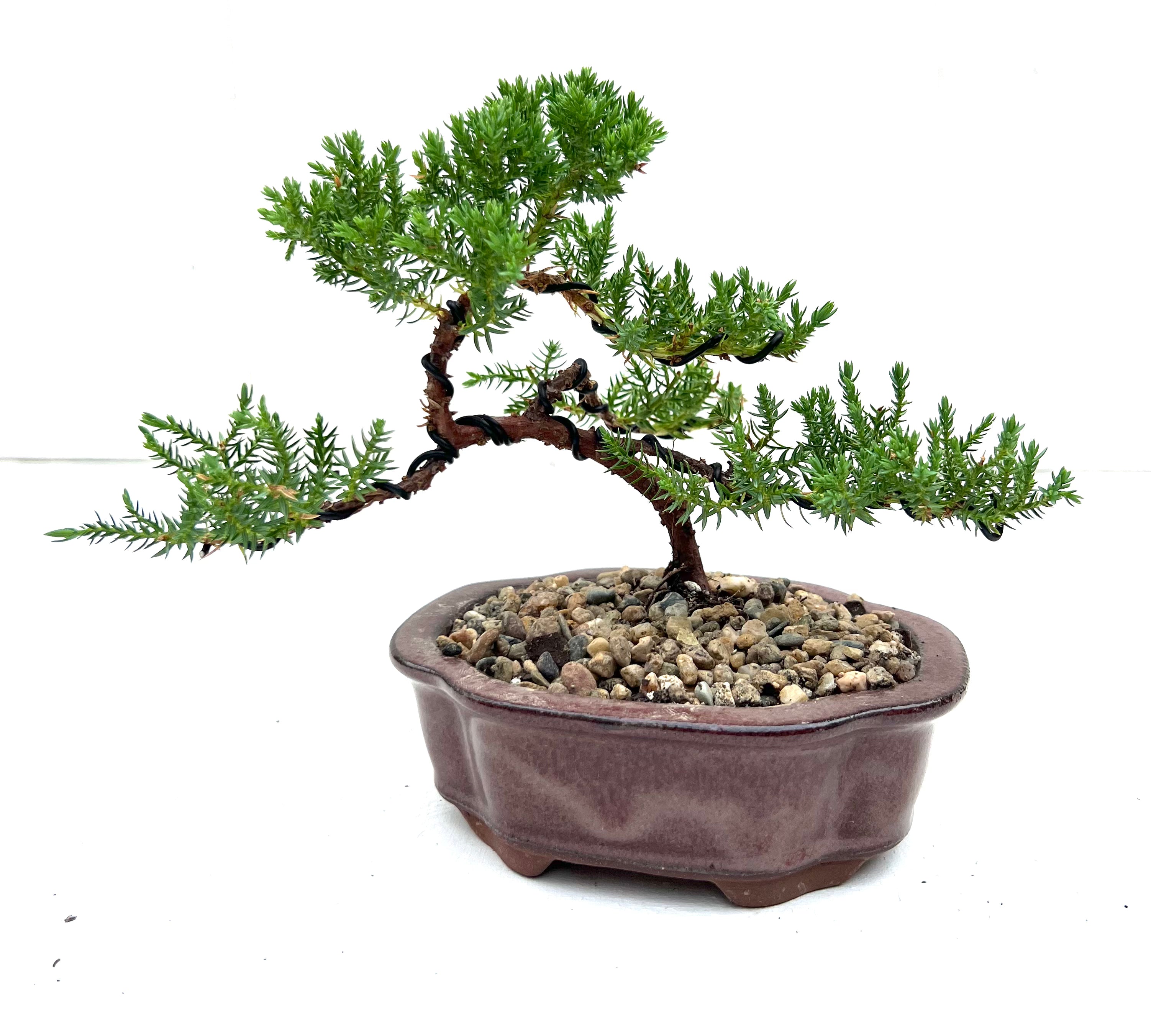 Juniper Bonsai (2019)