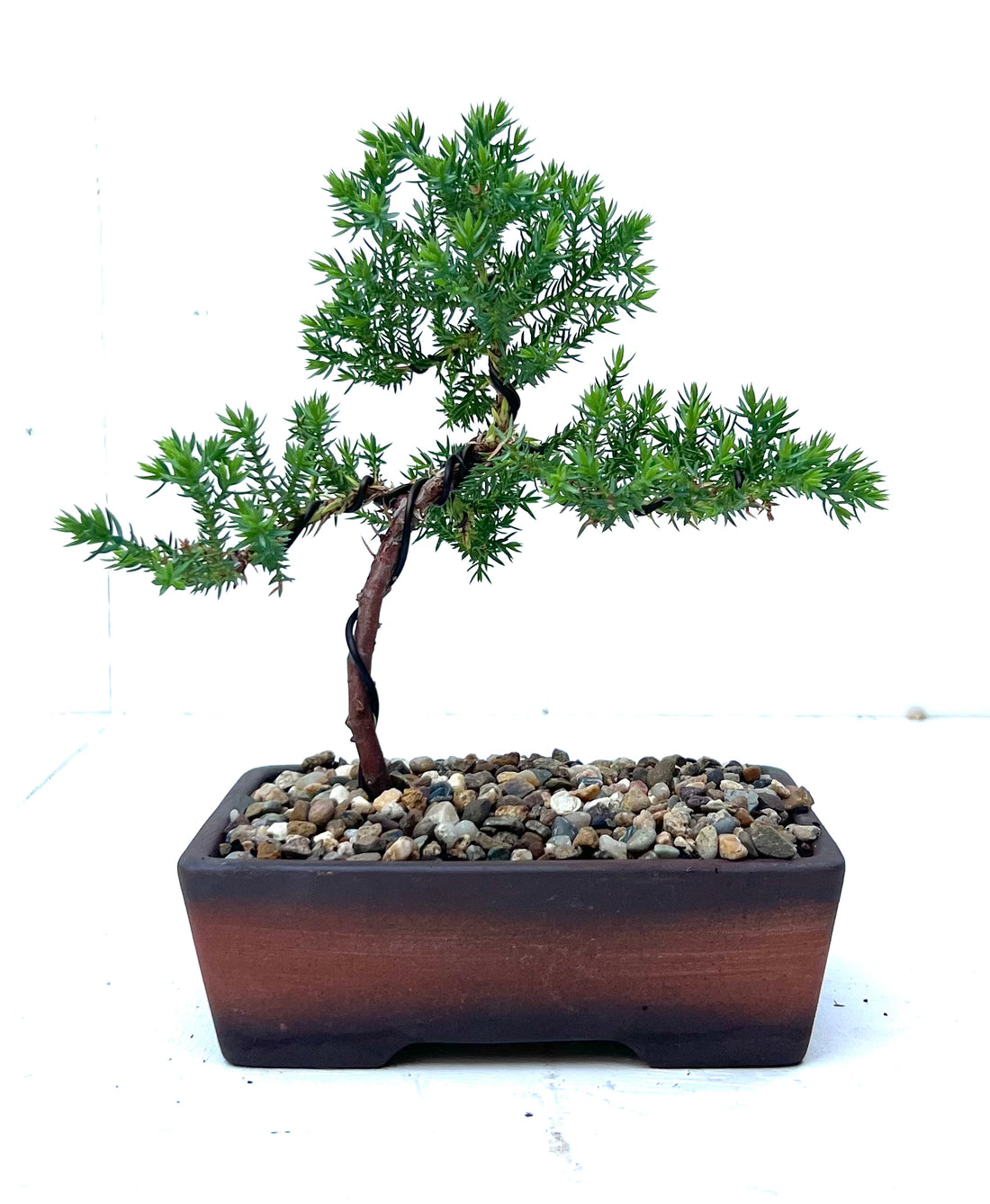 Juniper Bonsai (2020)
