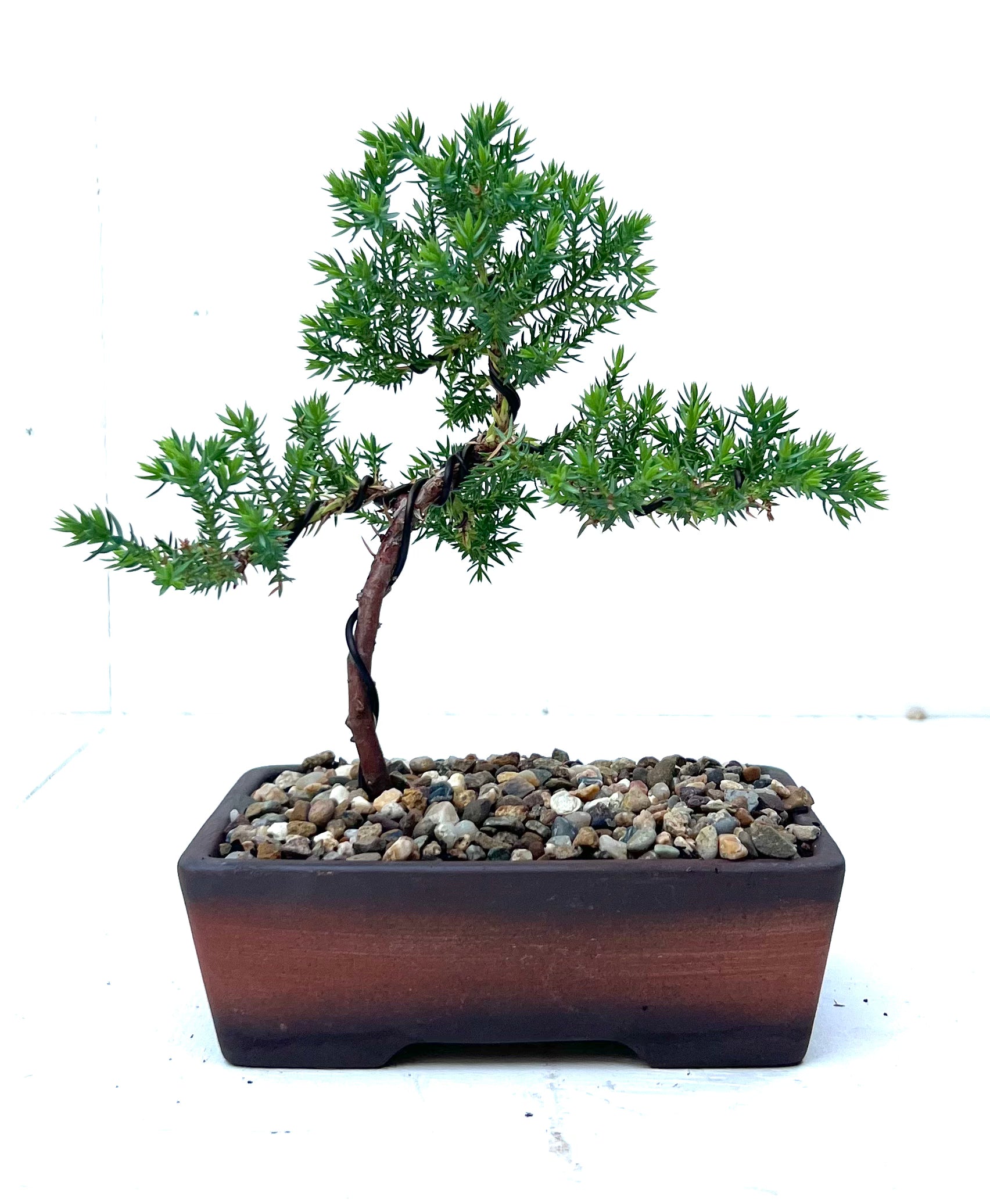 Juniper Bonsai (2020)