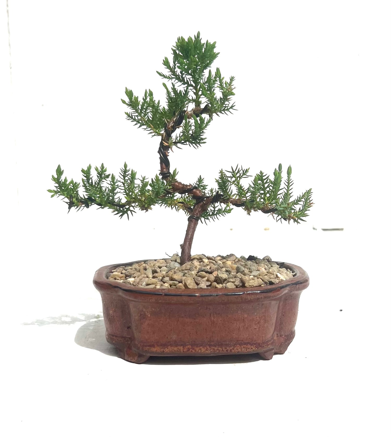 Juniper Bonsai (2020)
