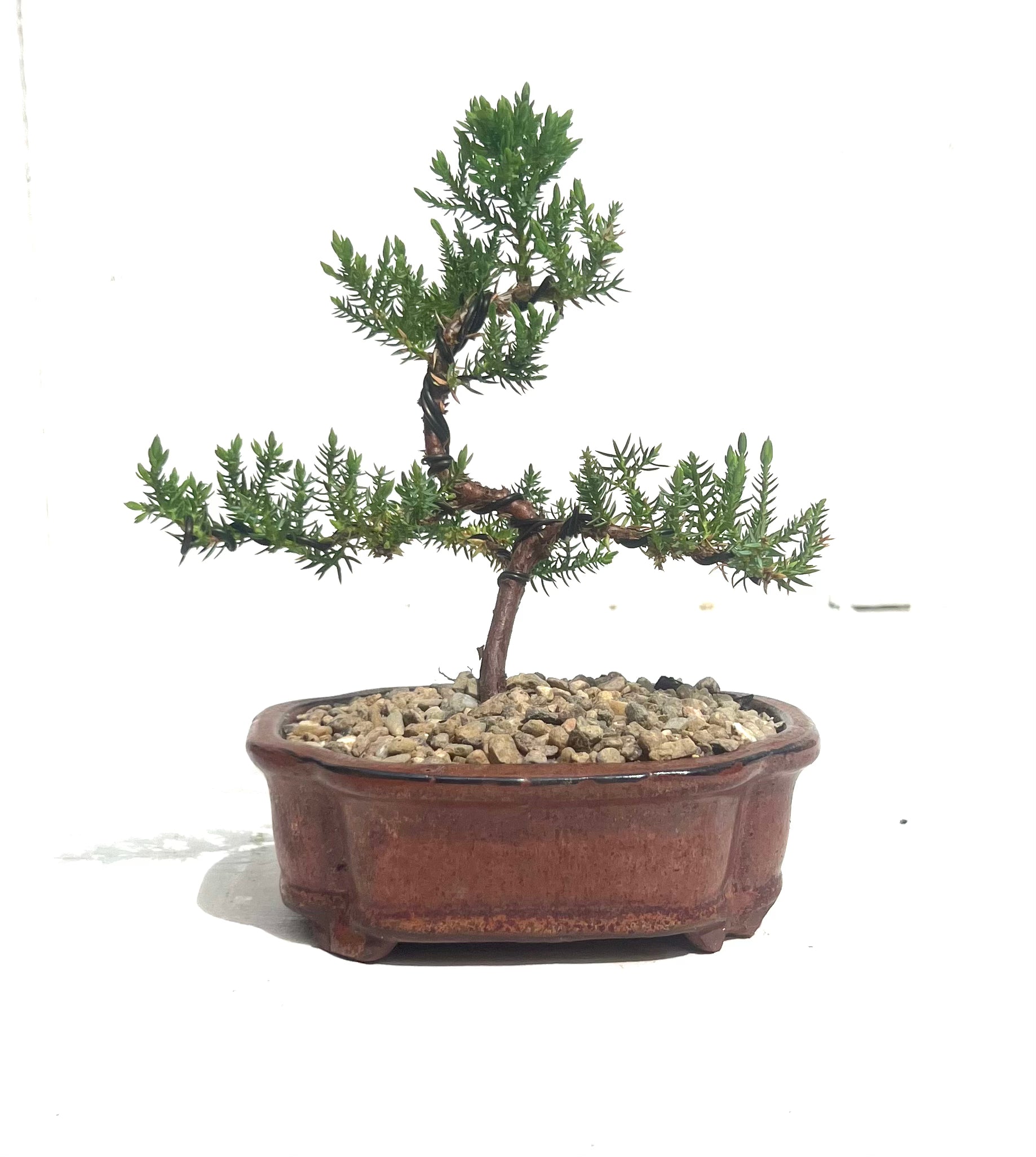 Juniper Bonsai (2020)