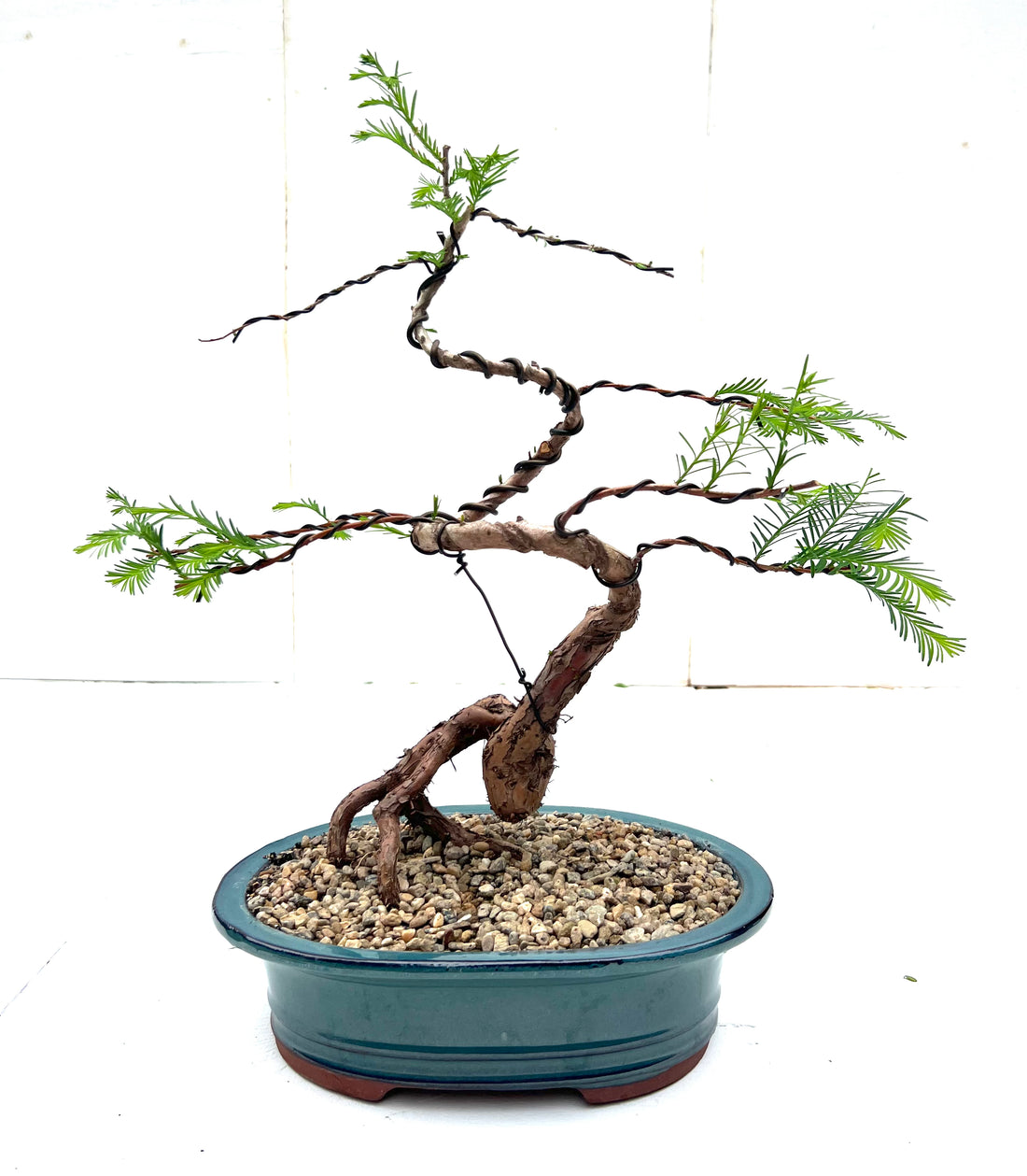 Swamp Cypress Bonsai (2013)