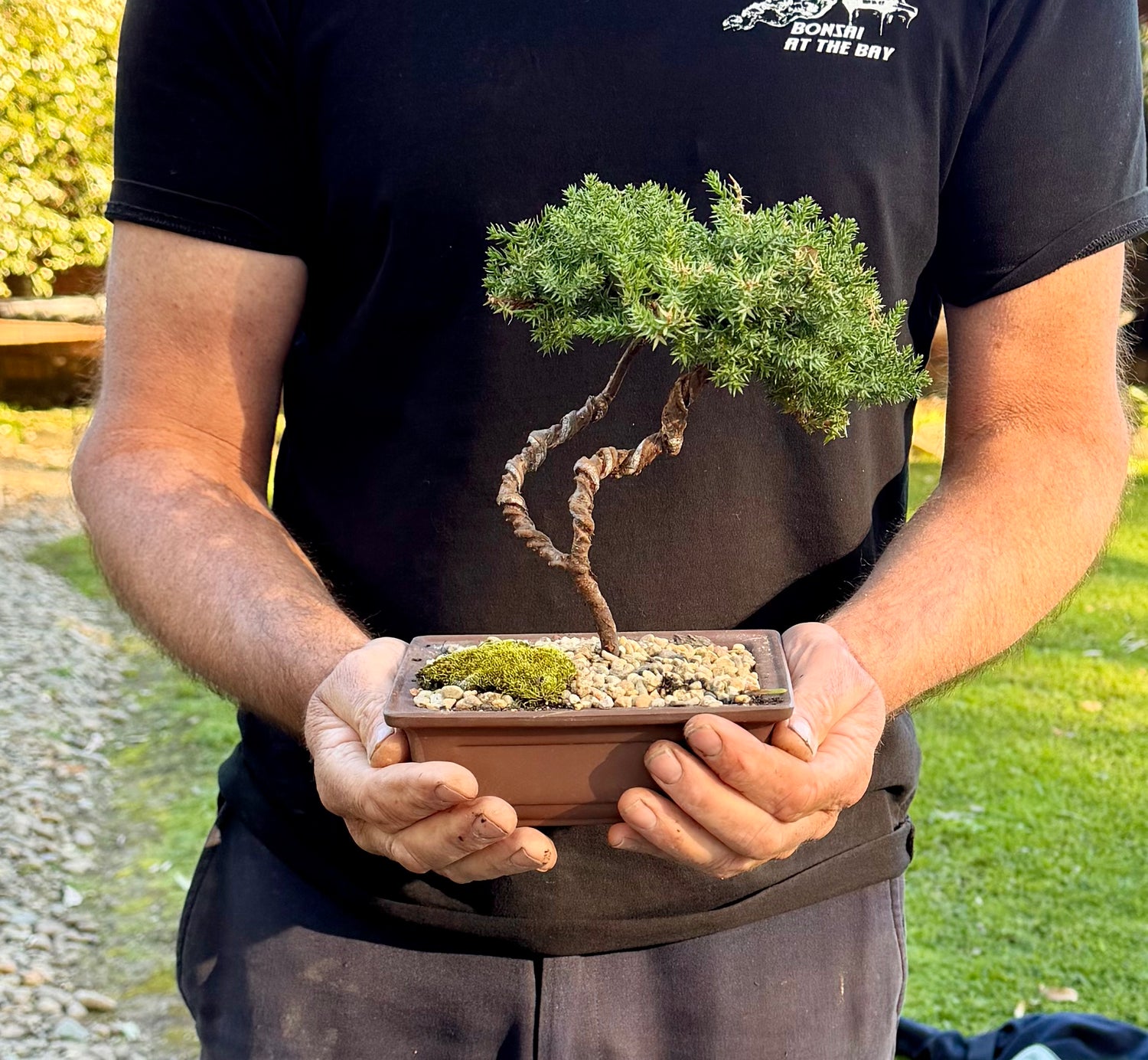 Juniper Bonsai (2019)