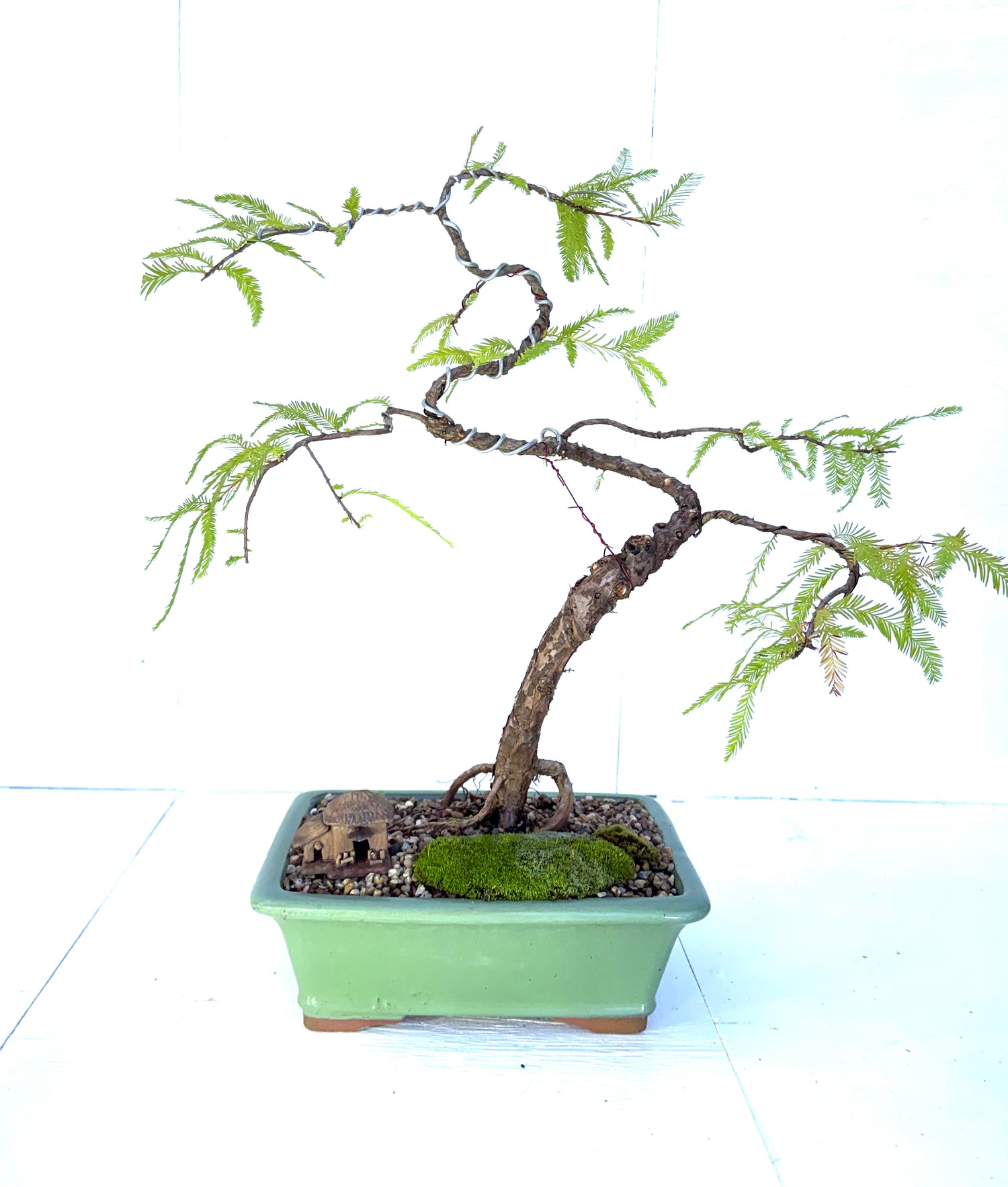 Swamp Cypress Bonsai (2004)
