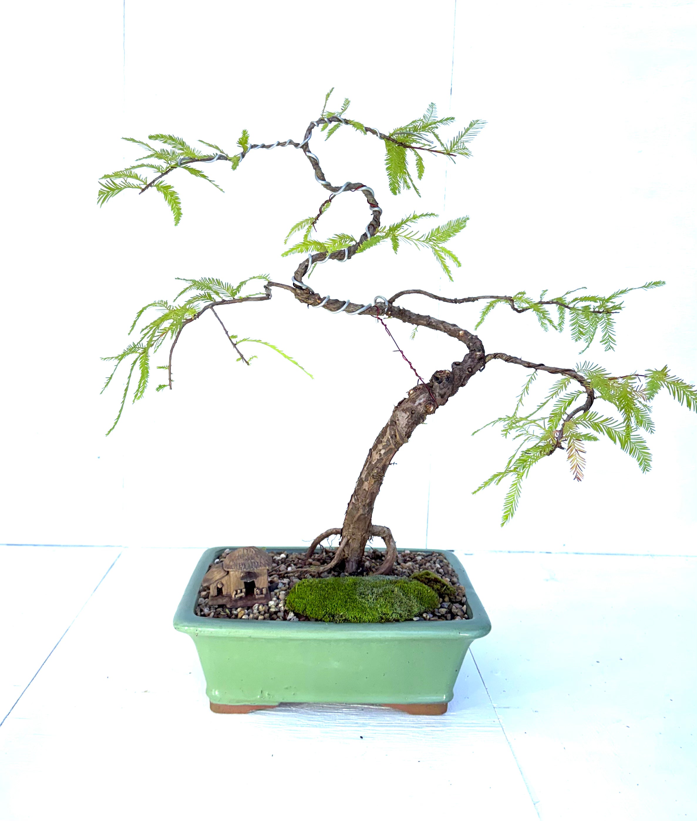 Swamp Cypress Bonsai (2004)