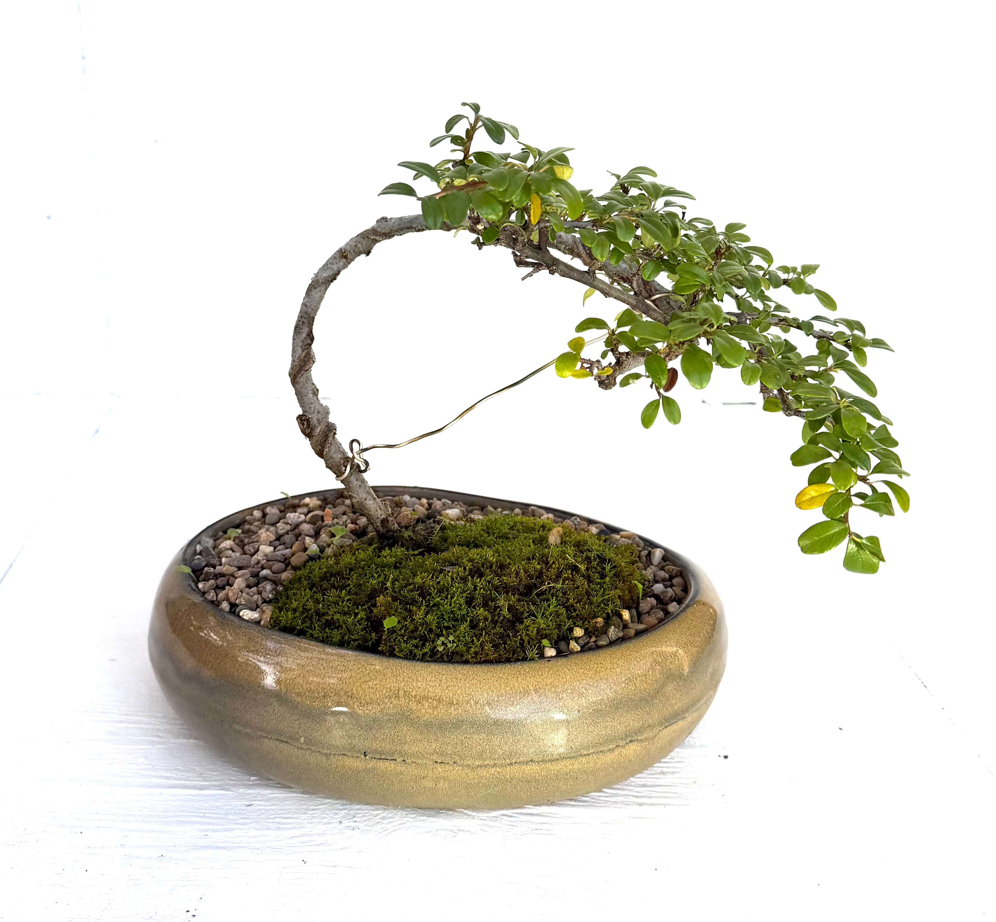 Japanese Rockspray Bonsai (2014)