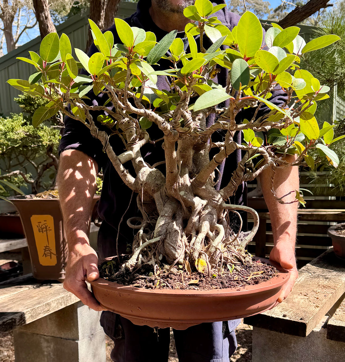 Port Jackson Fig Bonsai (1945)