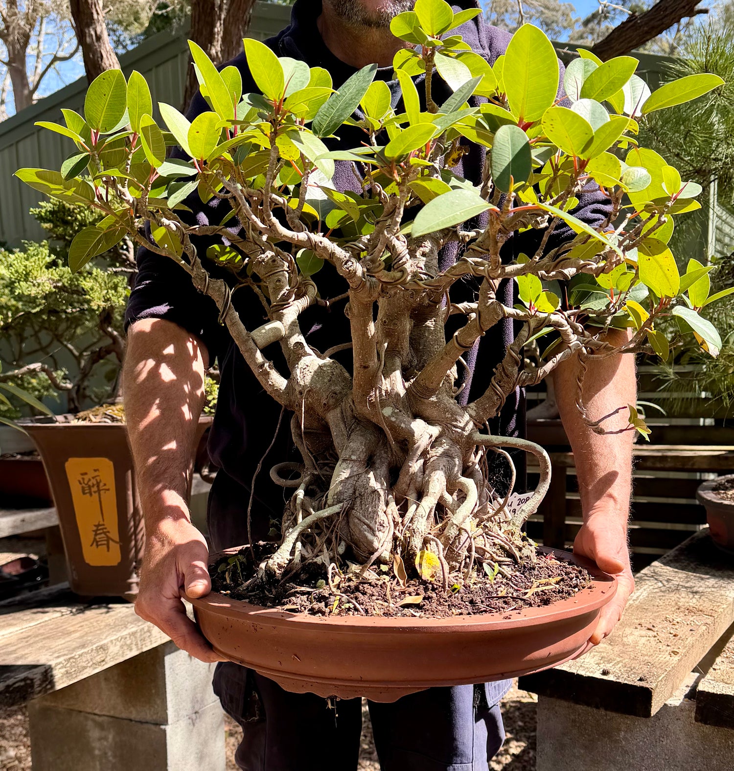 Port Jackson Fig Bonsai (1945)