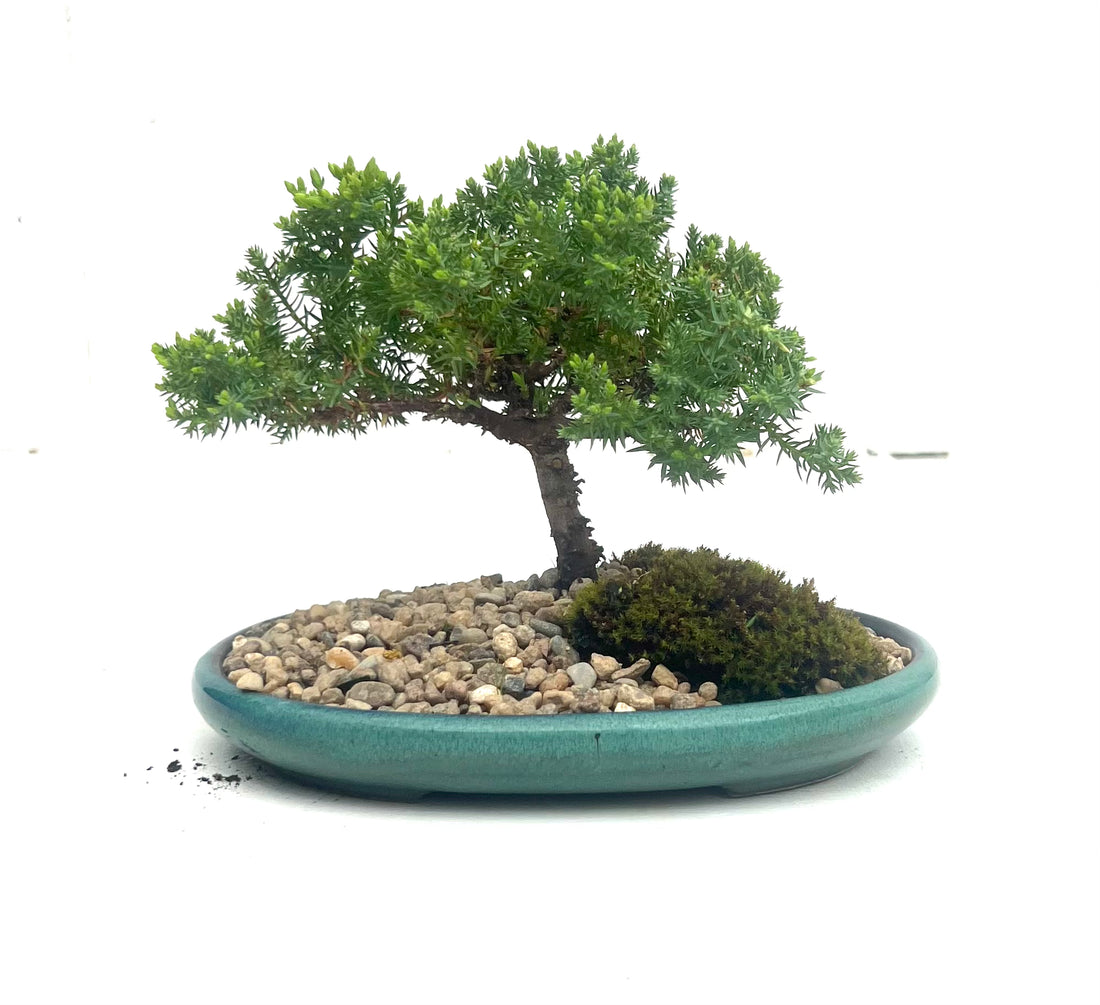 Juniper Bonsai (2016)