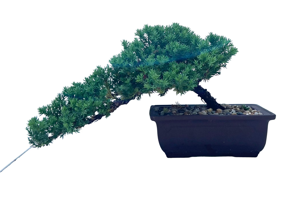 Juniper Bonsai (2006)