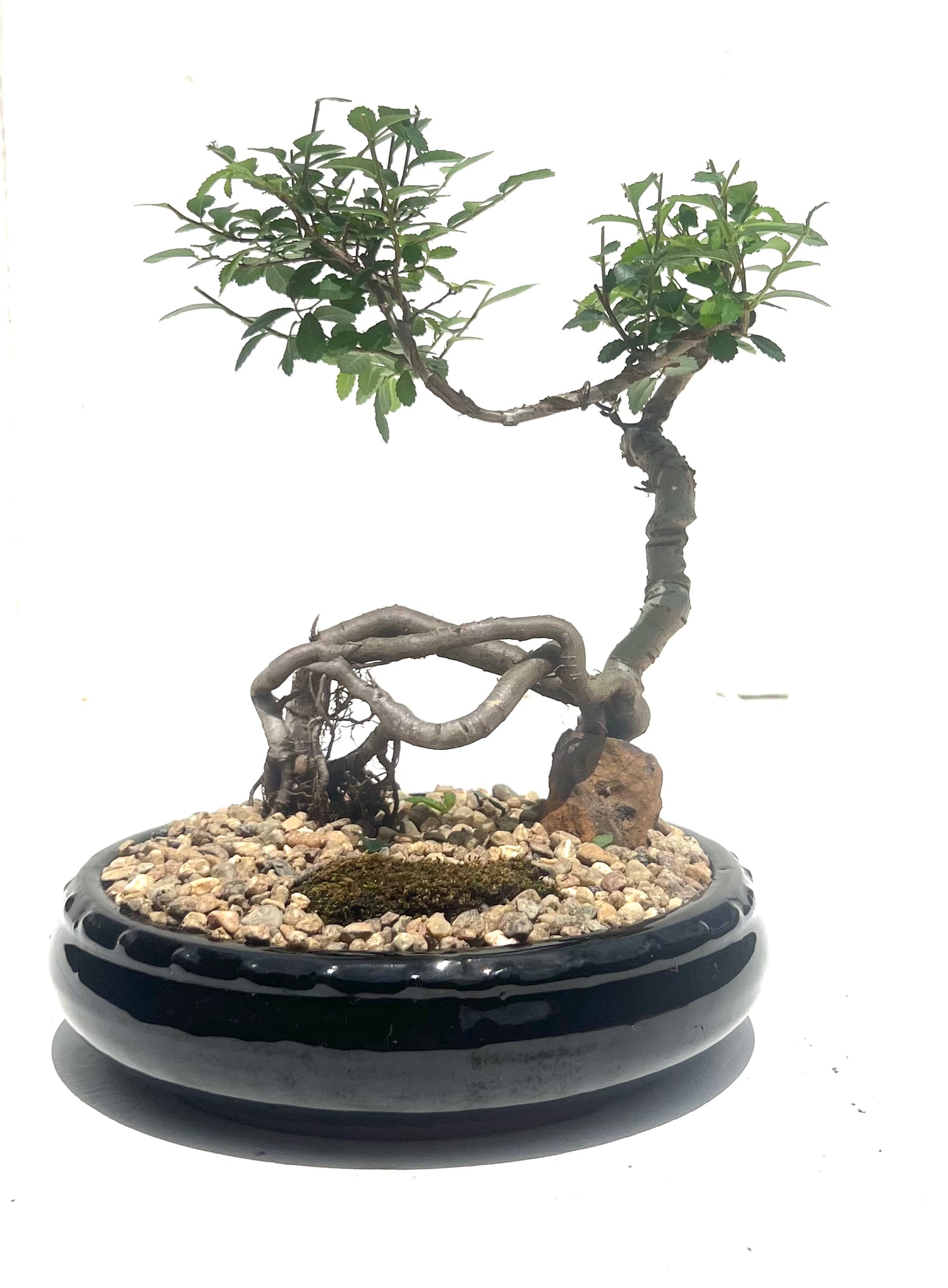 Chinese Elm Bonsai (2015)