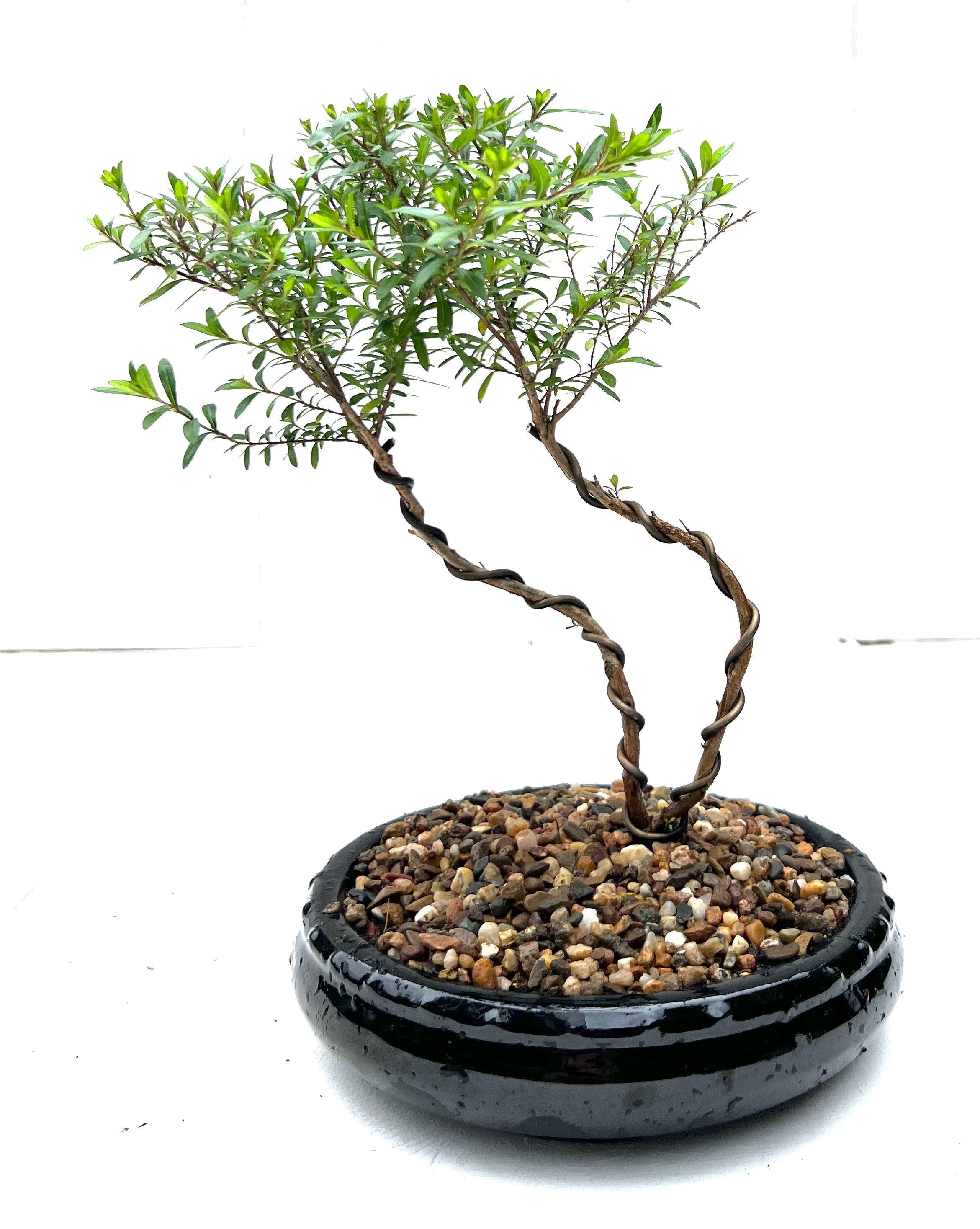 Cuphea Bonsai (2018)