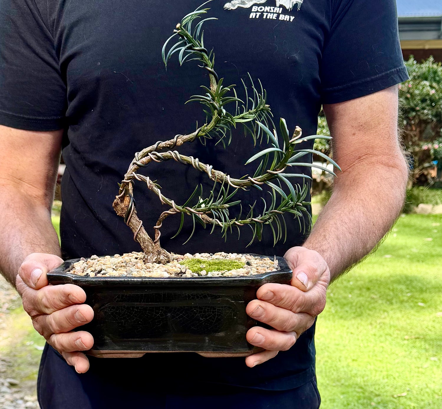 Japanese Yew Bonsai (2017)