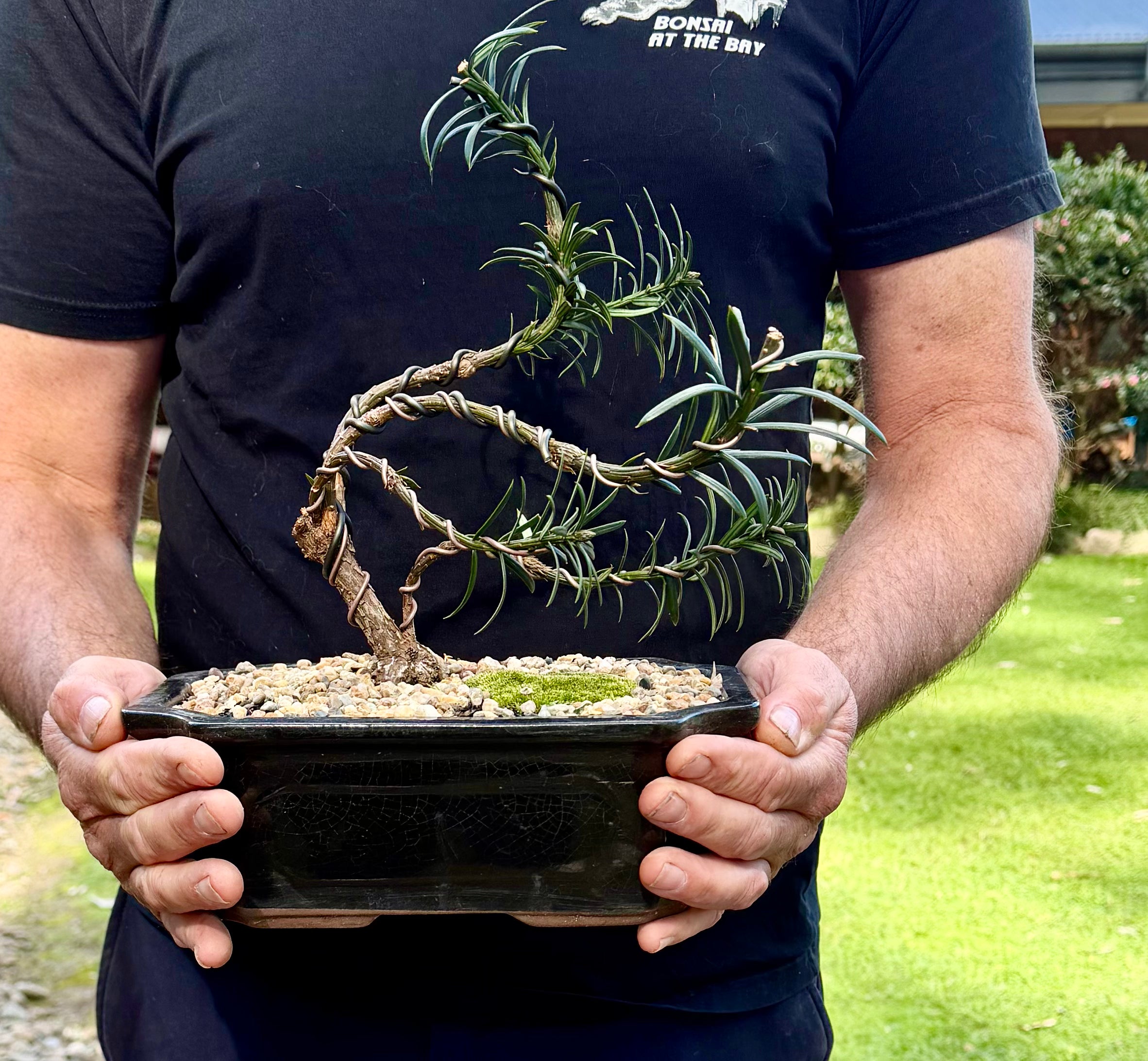 Japanese Yew Bonsai (2017)