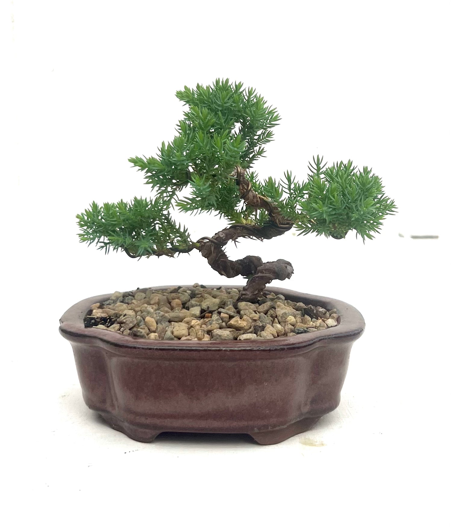 Juniper Bonsai (2019)