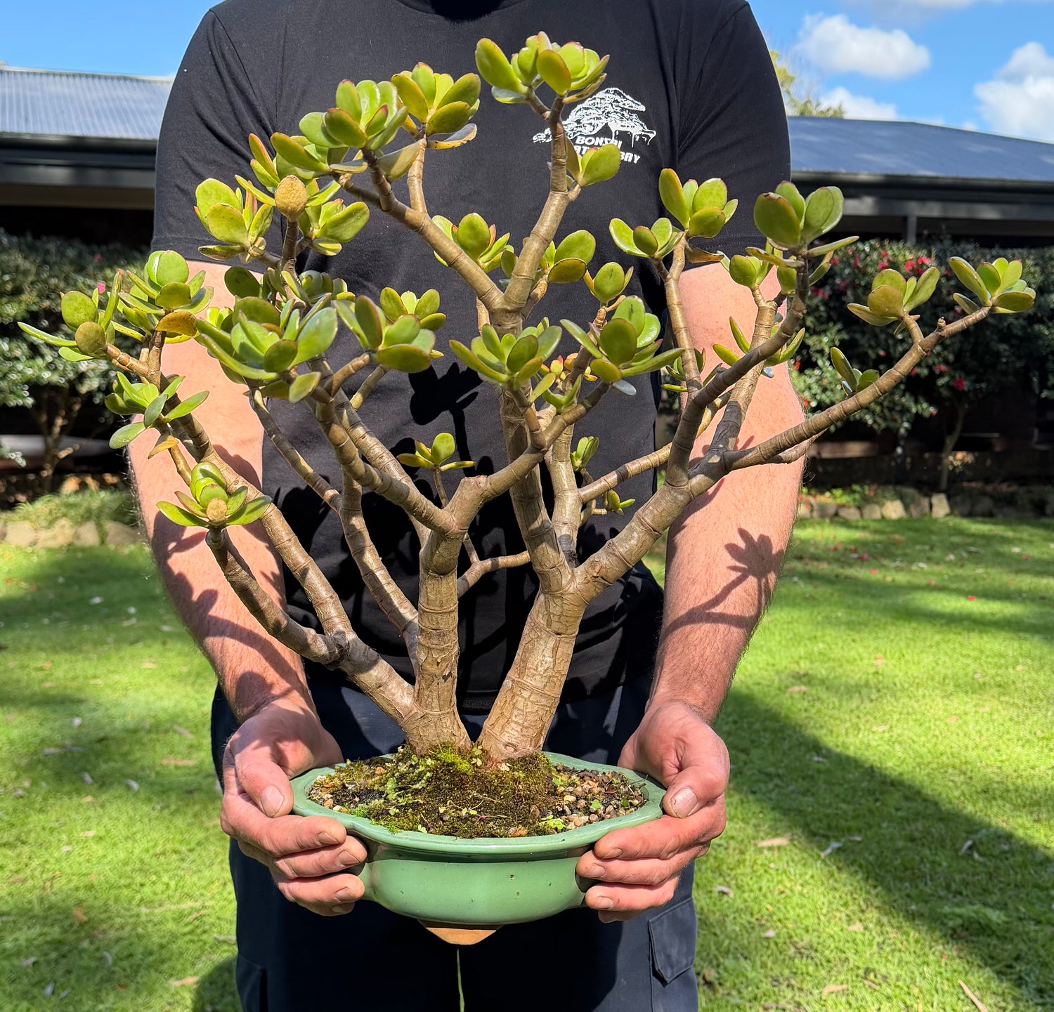Jade Bonsai (2007)