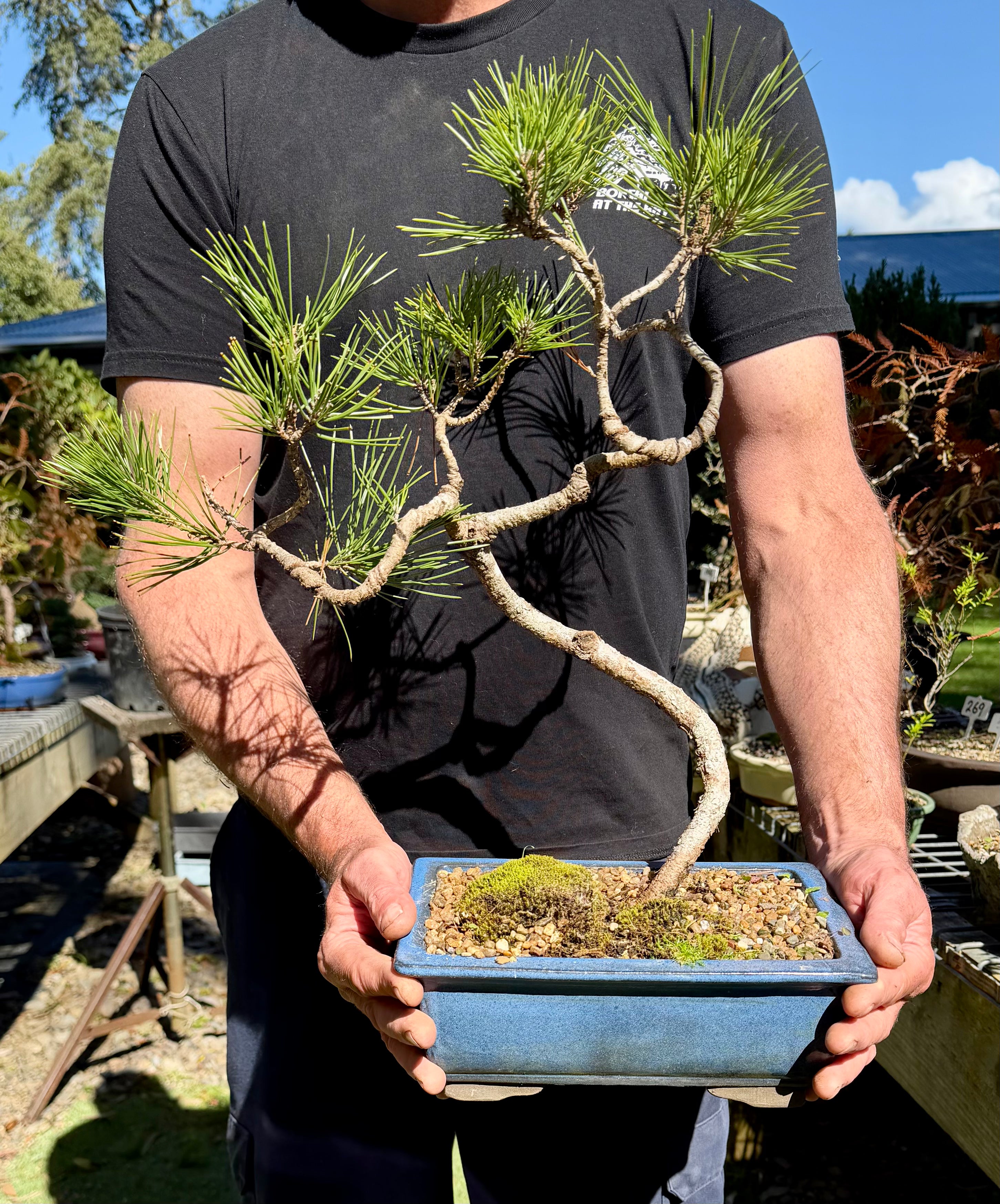 Japanese Black Pine Bonsai (2001)