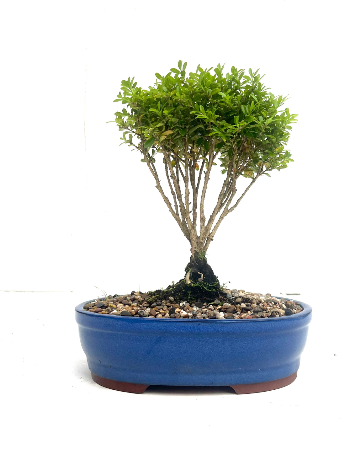 Korean Buxus Bonsai (2012)