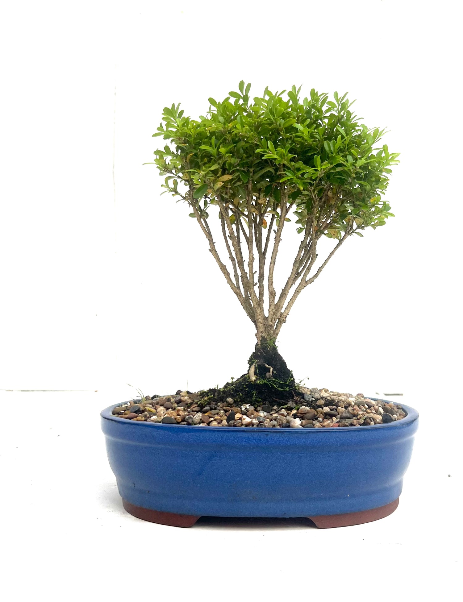 Korean Buxus Bonsai (2012)
