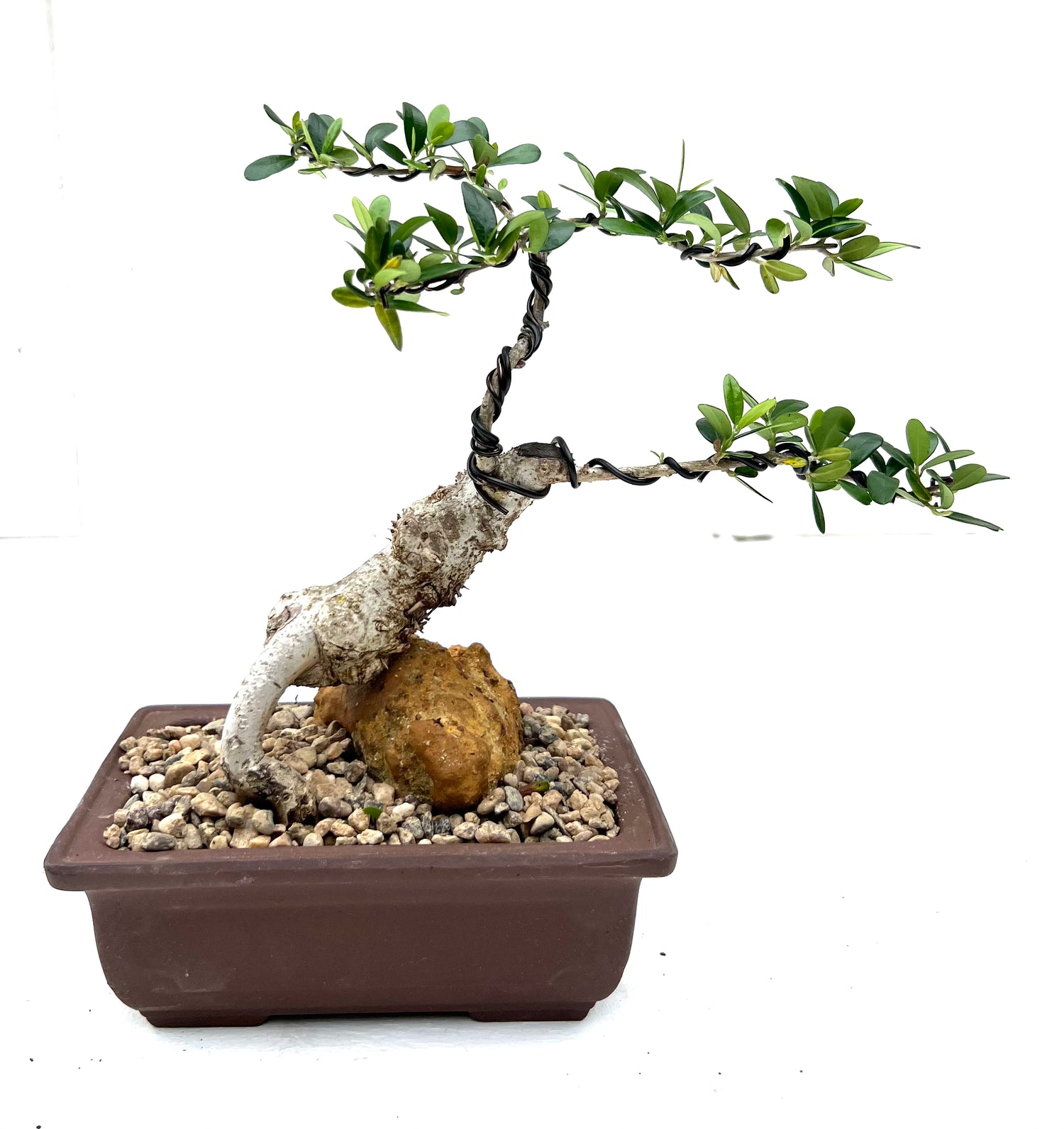 Asian Olive Bonsai (2014)