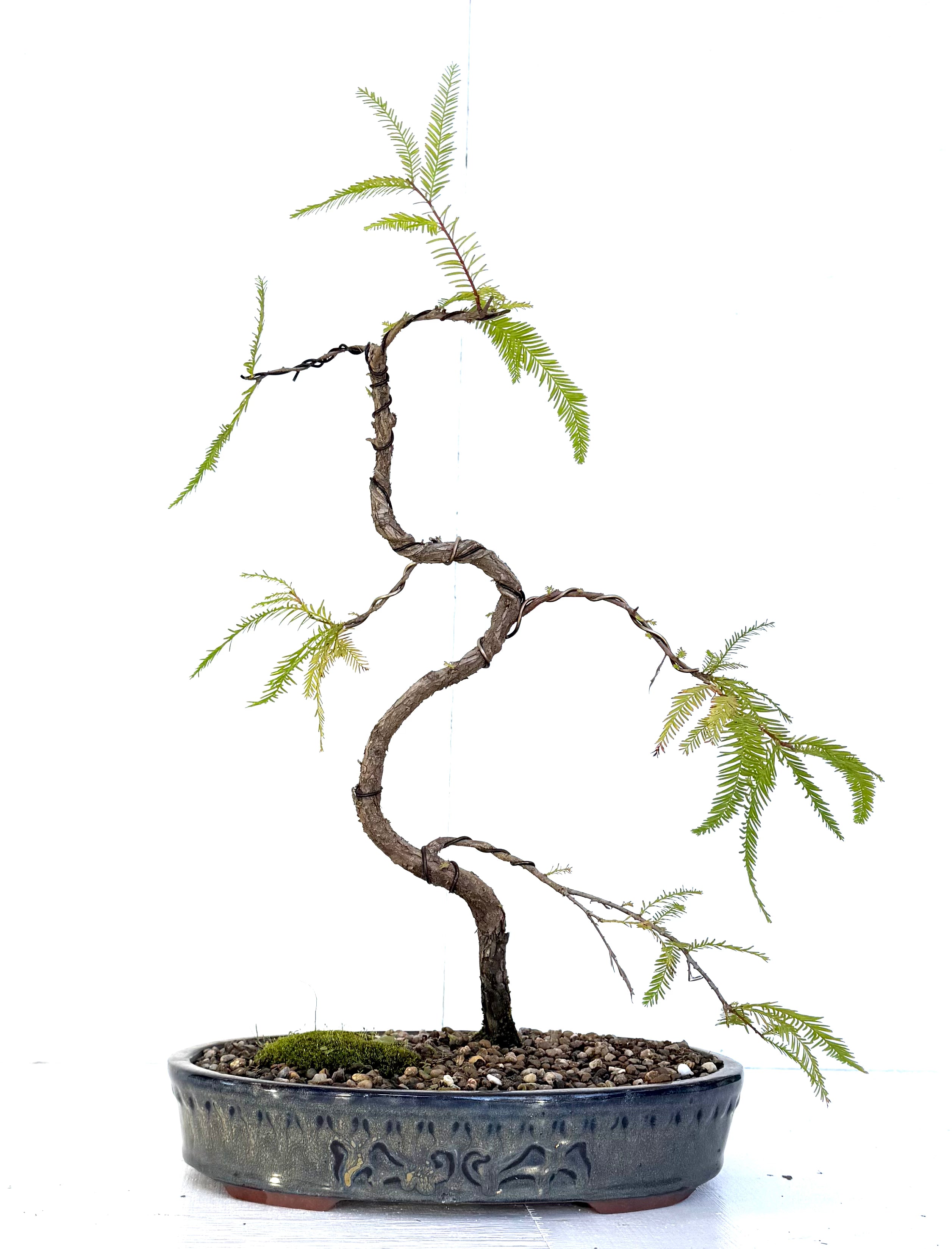 Swamp Cypress Bonsai (2015)