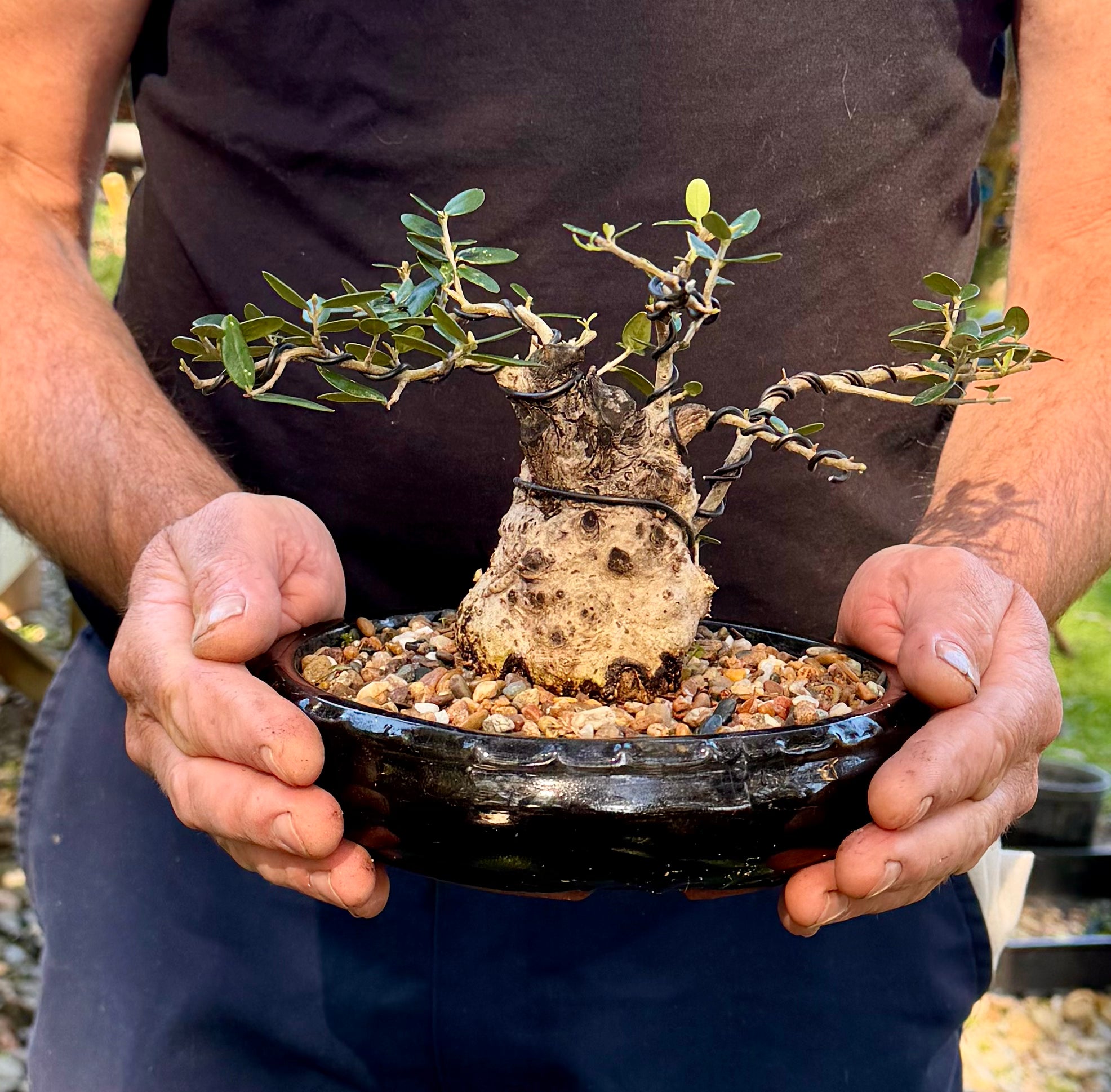 Olive Bonsai (2004)