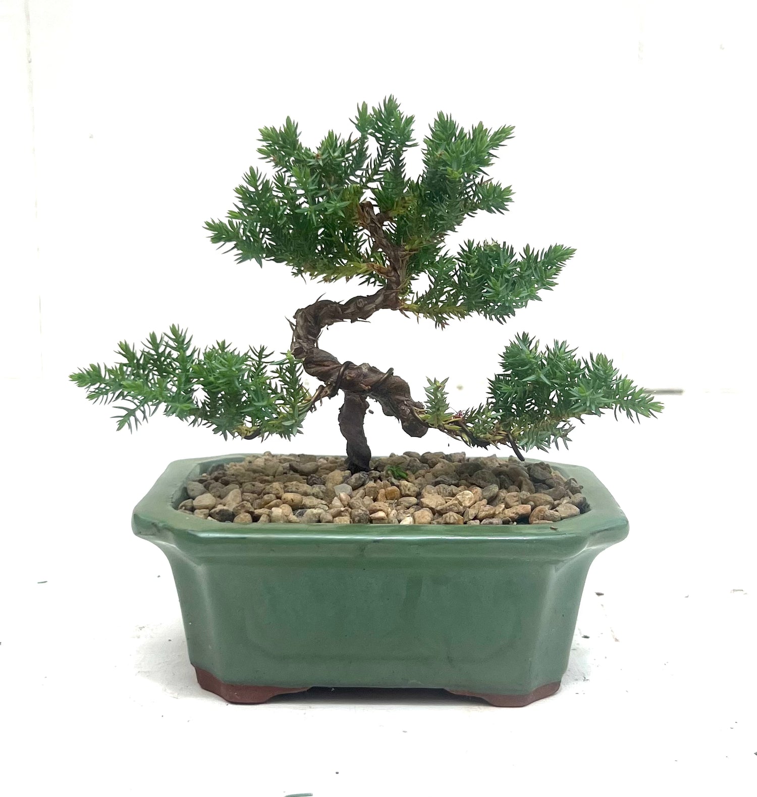 Juniper Bonsai (2018)