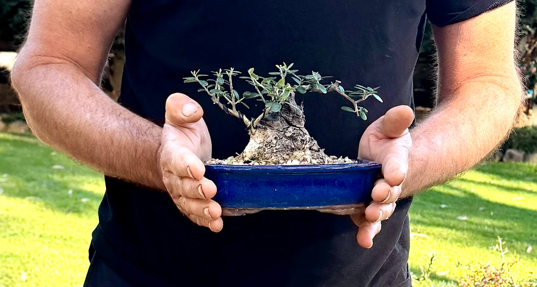 Olive Bonsai (2014)