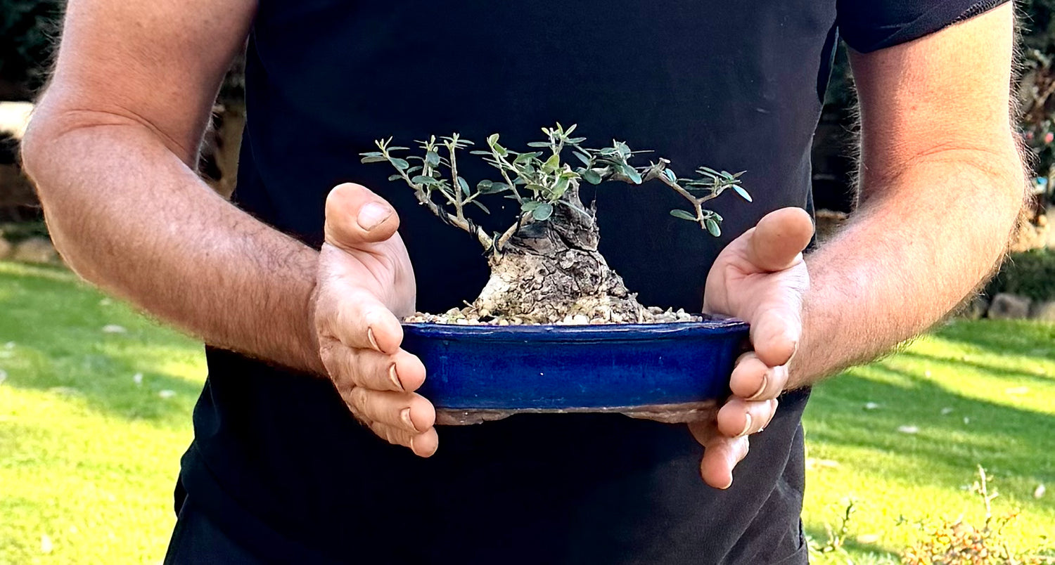 Olive Bonsai (2014)
