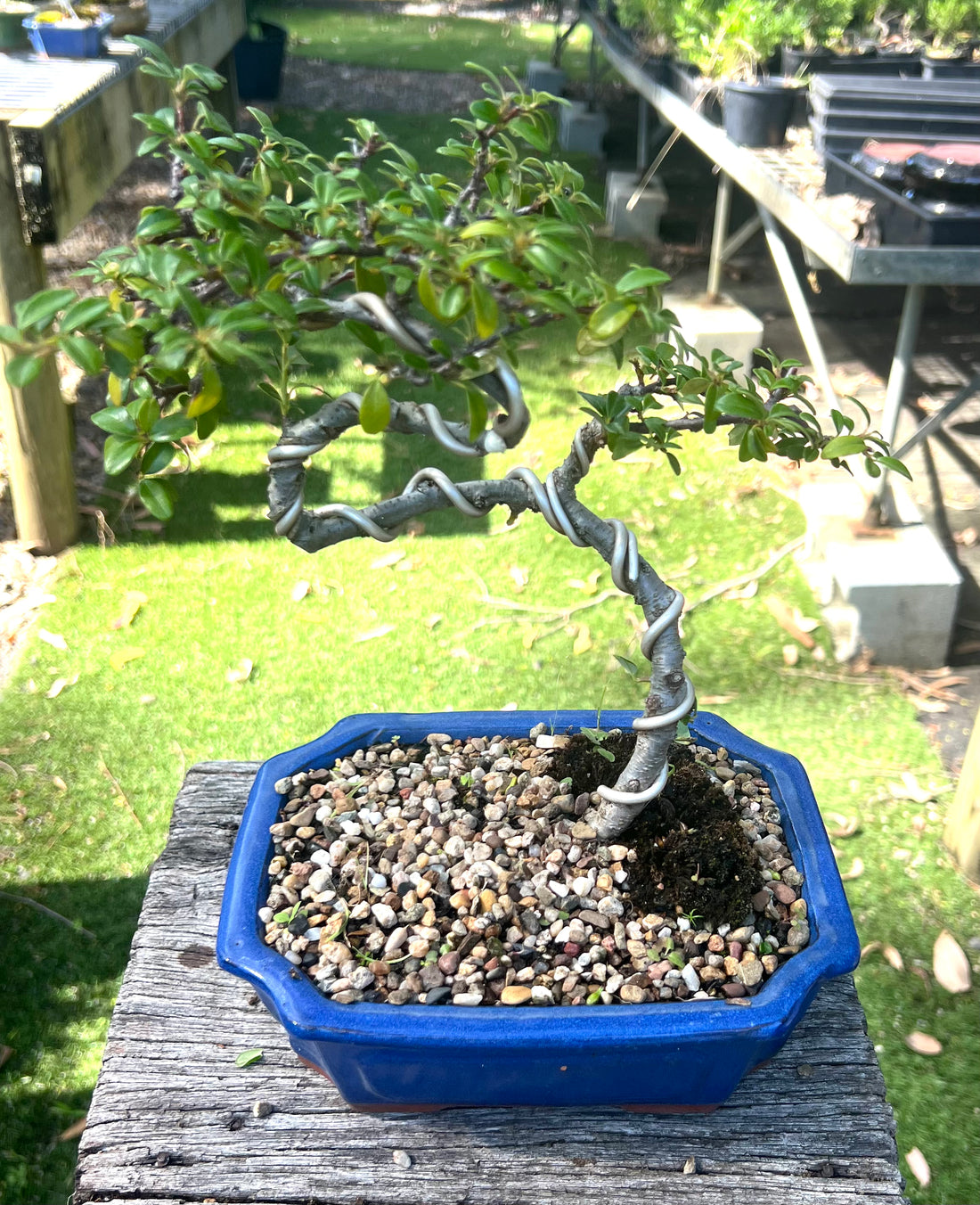 Cotoneaster Bonsai (2013)