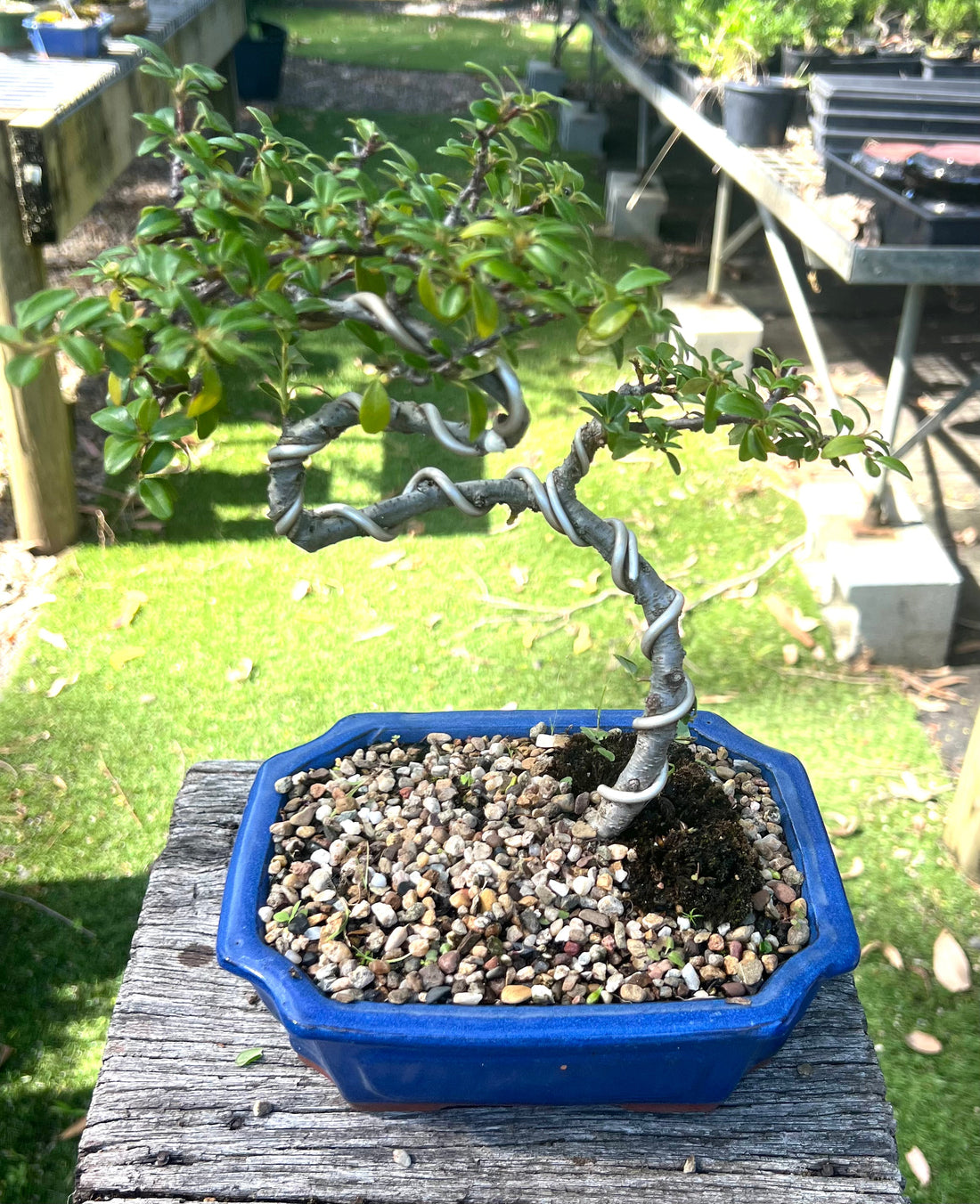 Japanese Rockspray Bonsai (2013)