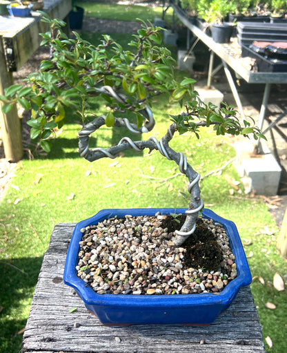 Japanese Rockspray Bonsai (2013)