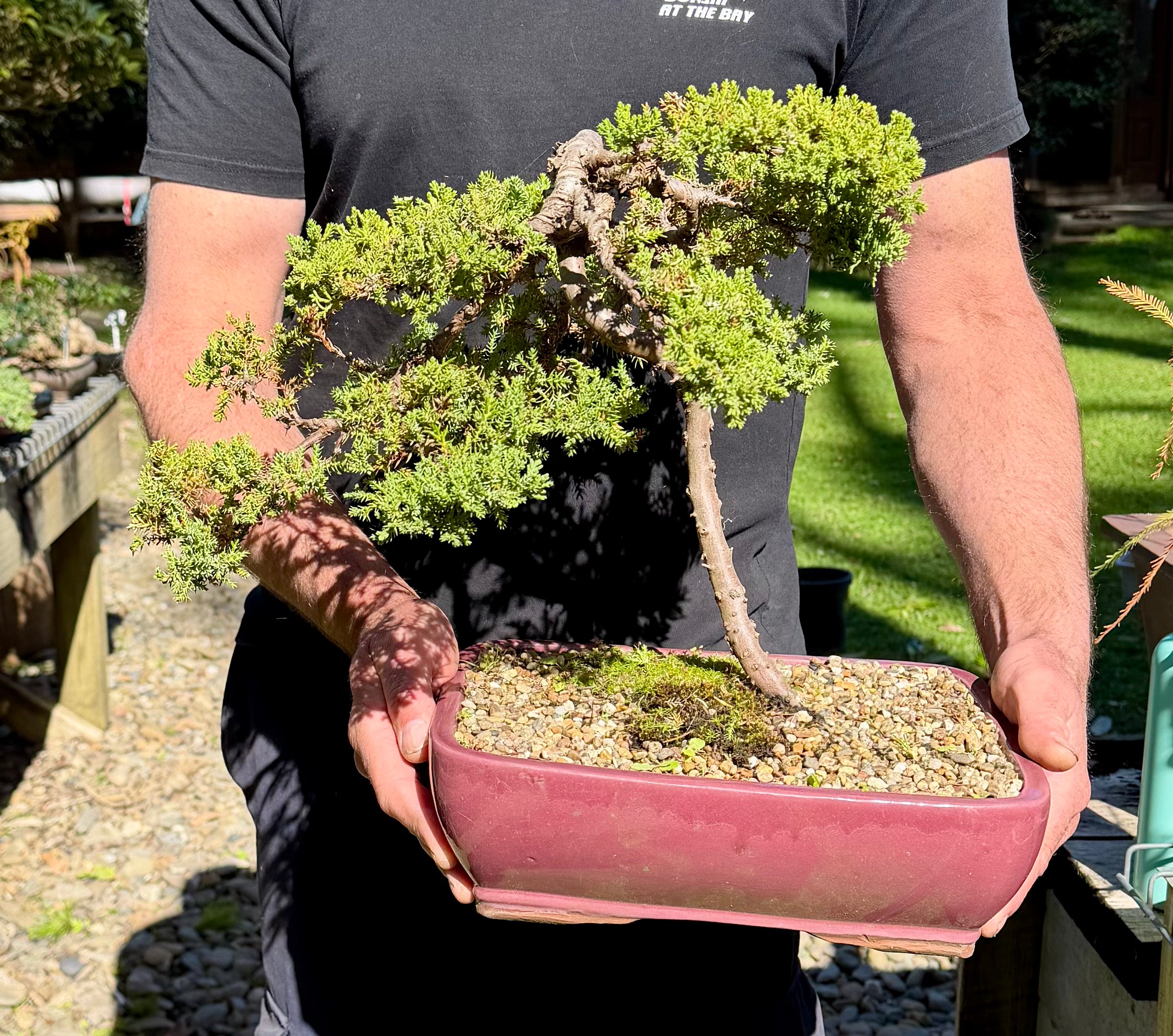 Juniper Bonsai (2009)