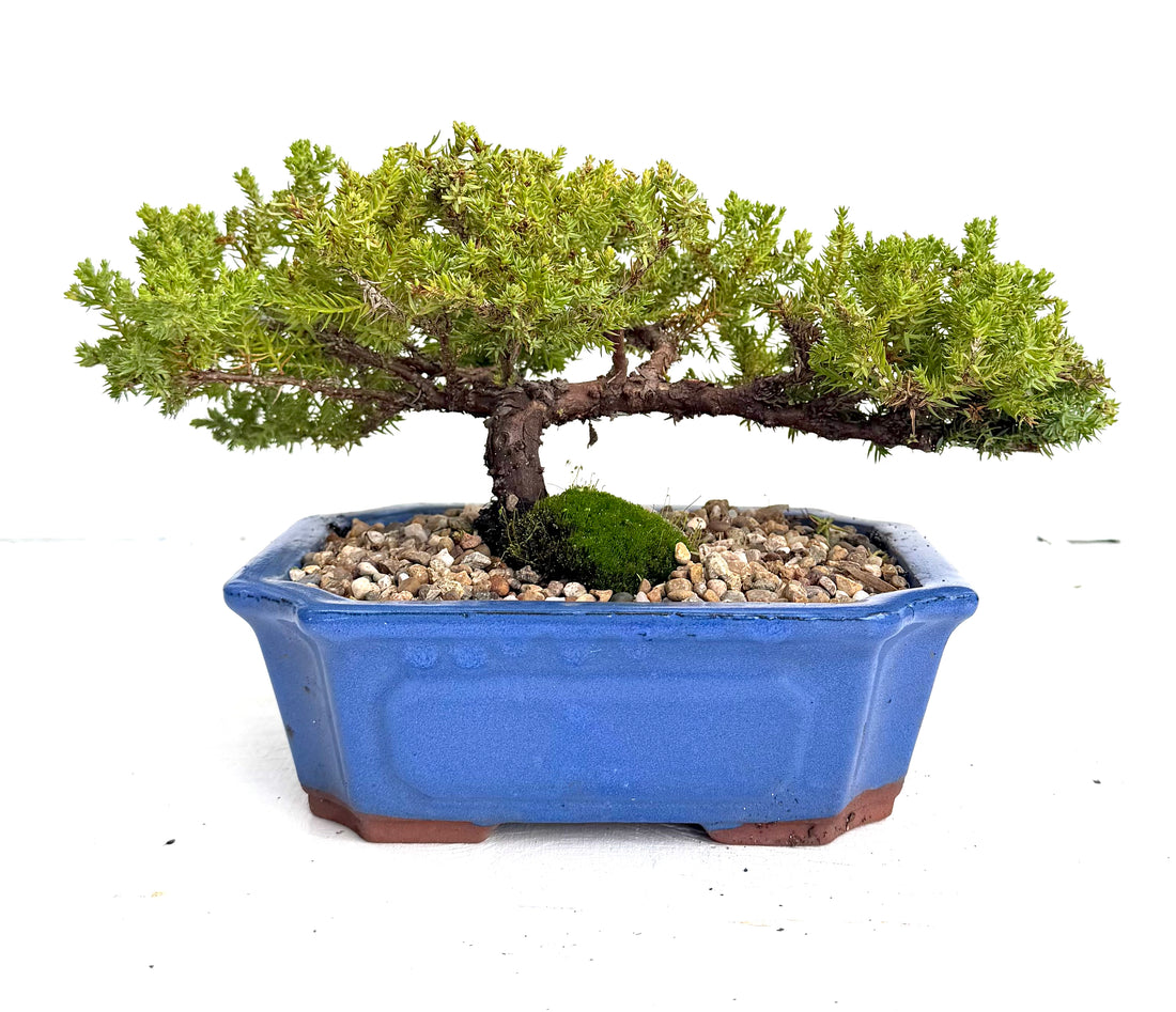 Juniper Bonsai (2013)