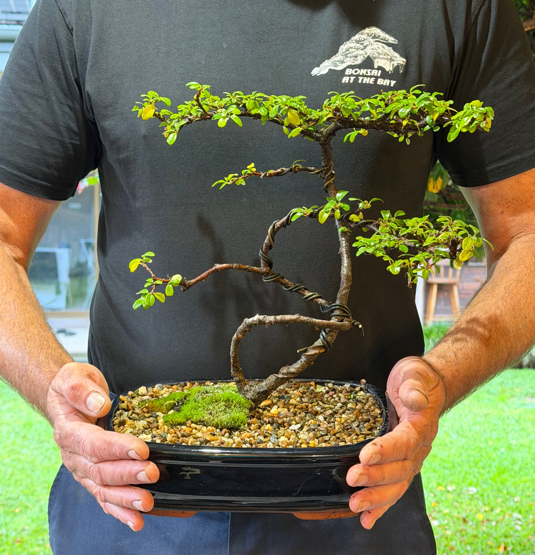 Japanese Rockspray Bonsai (2013)